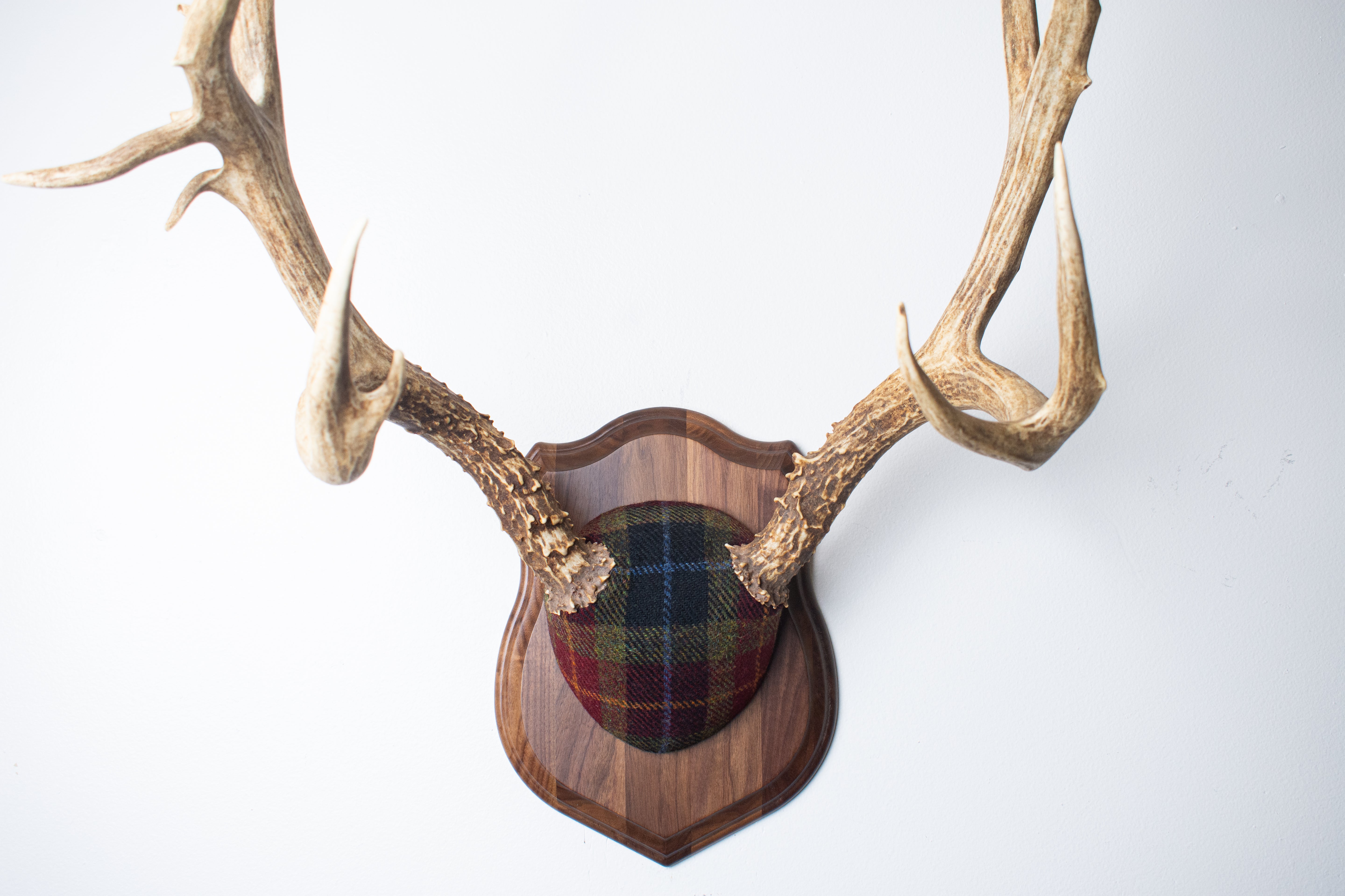 Mule Deer Antler Mount | Green, Red & Black Tartan w/ Gold & Blue overchecks | 41