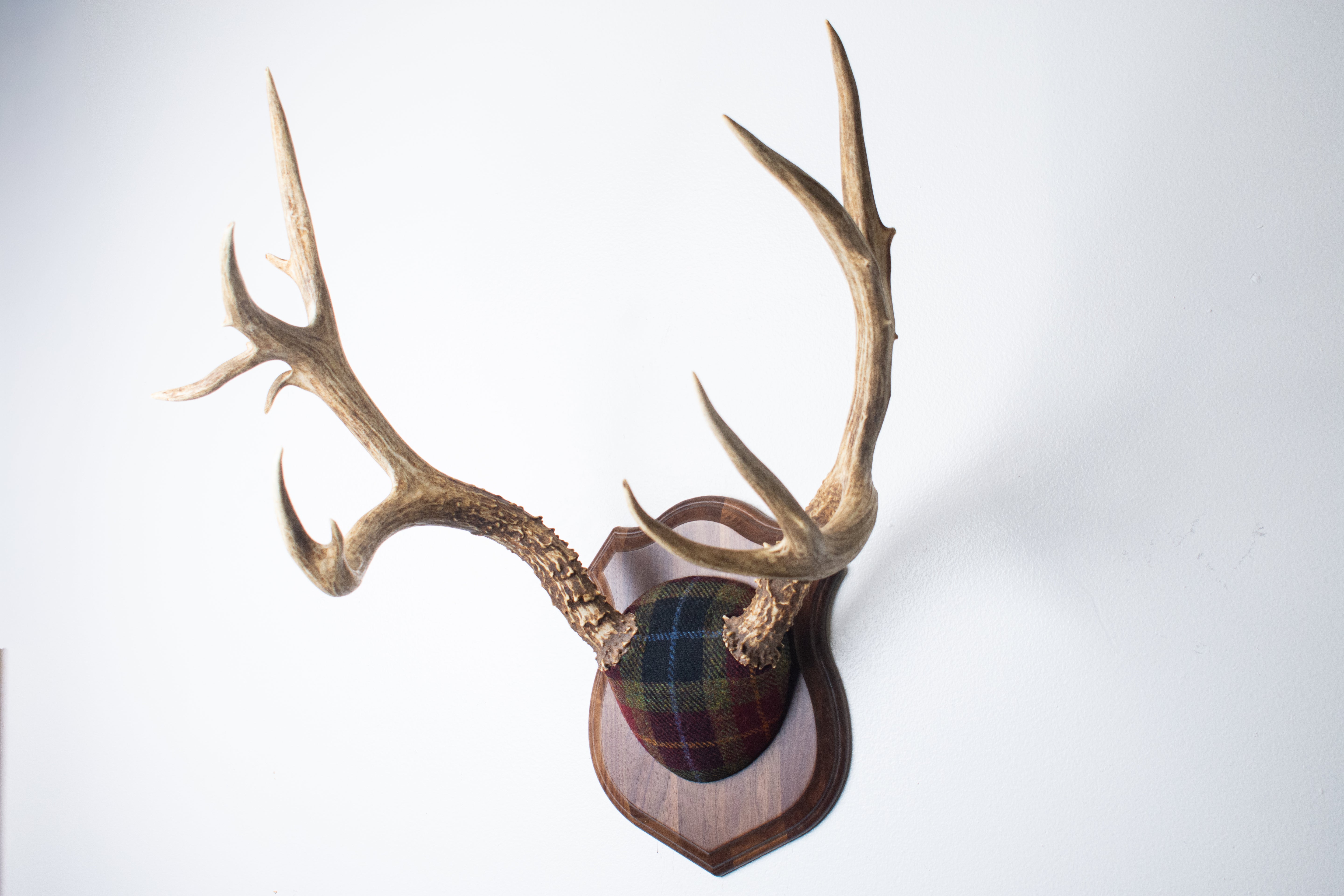 Mule Deer Antler Mount | Green, Red & Black Tartan w/ Gold & Blue overchecks | 41
