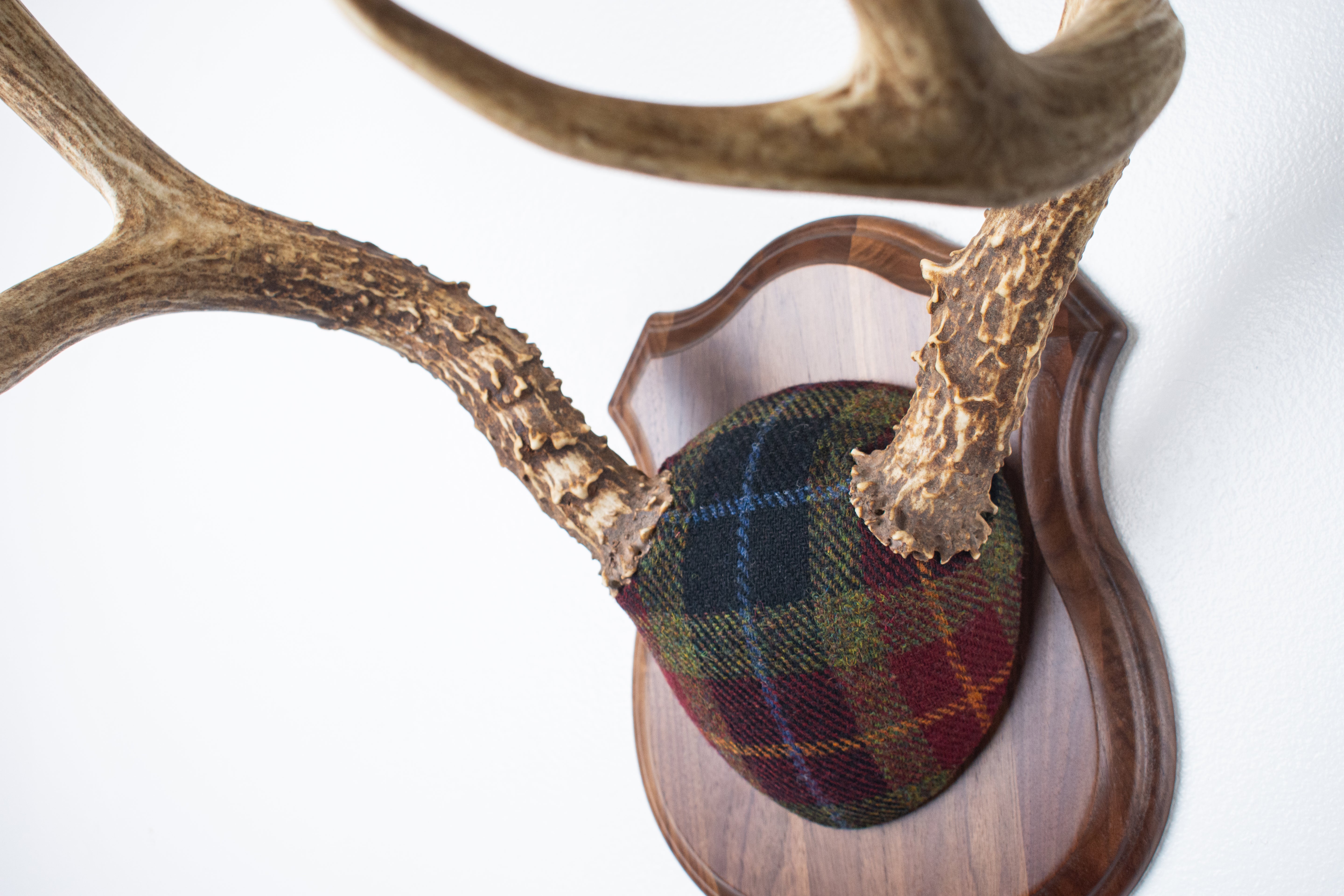 Mule Deer Antler Mount | Green, Red & Black Tartan w/ Gold & Blue overchecks | 41