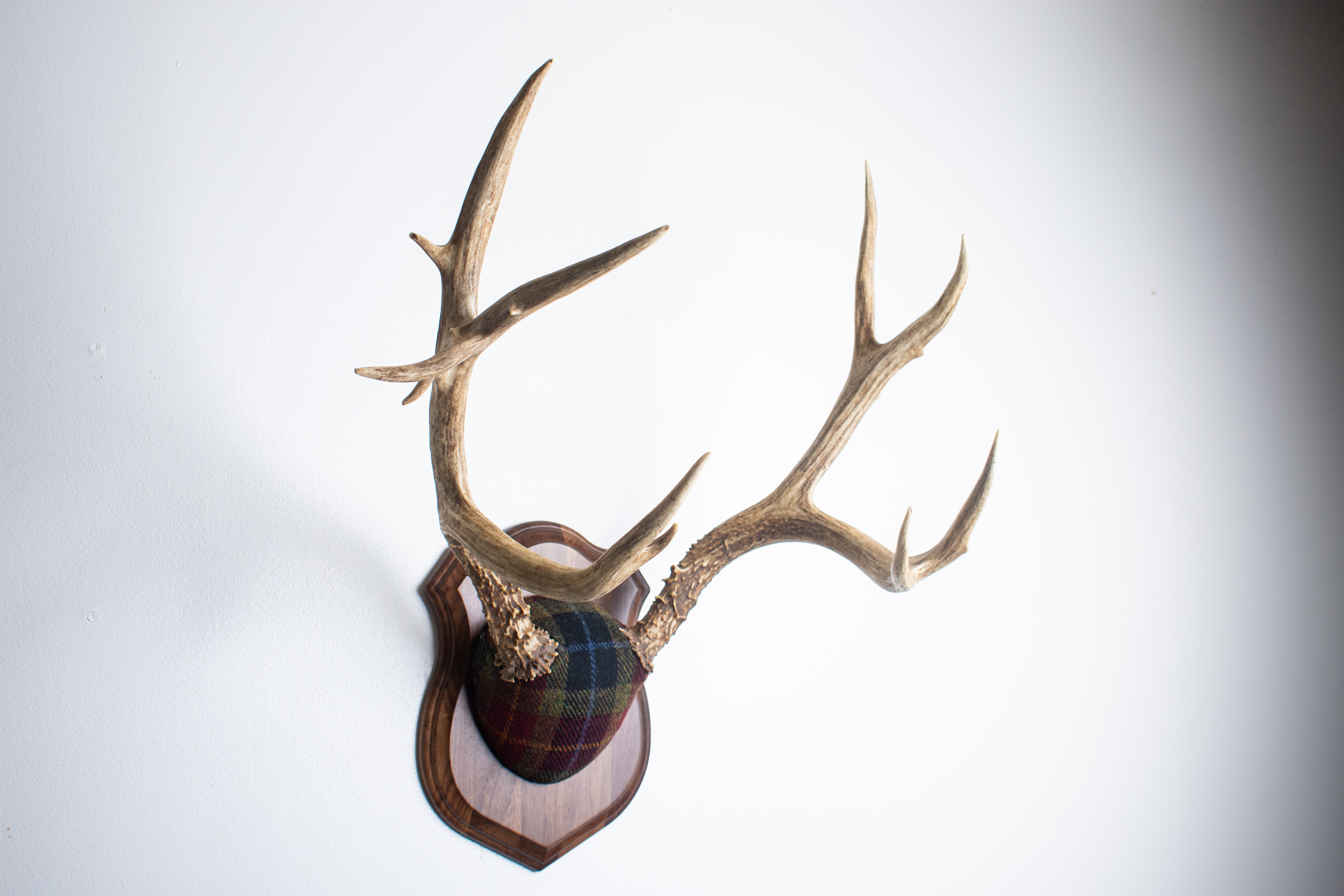 Mule Deer Antler Mount | Green, Red & Black Tartan w/ Gold & Blue overchecks | 41
