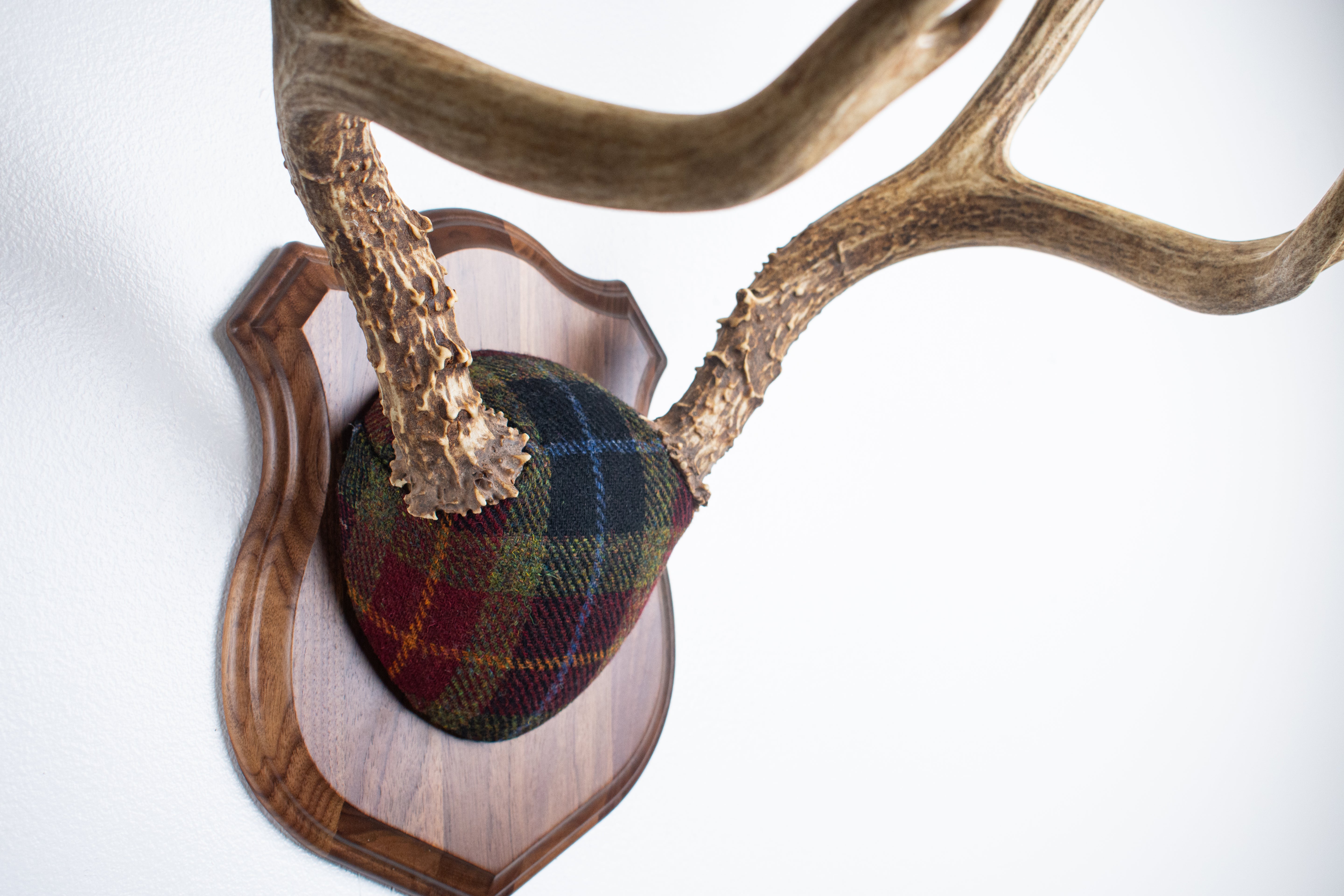 Mule Deer Antler Mount | Green, Red & Black Tartan w/ Gold & Blue overchecks | 41