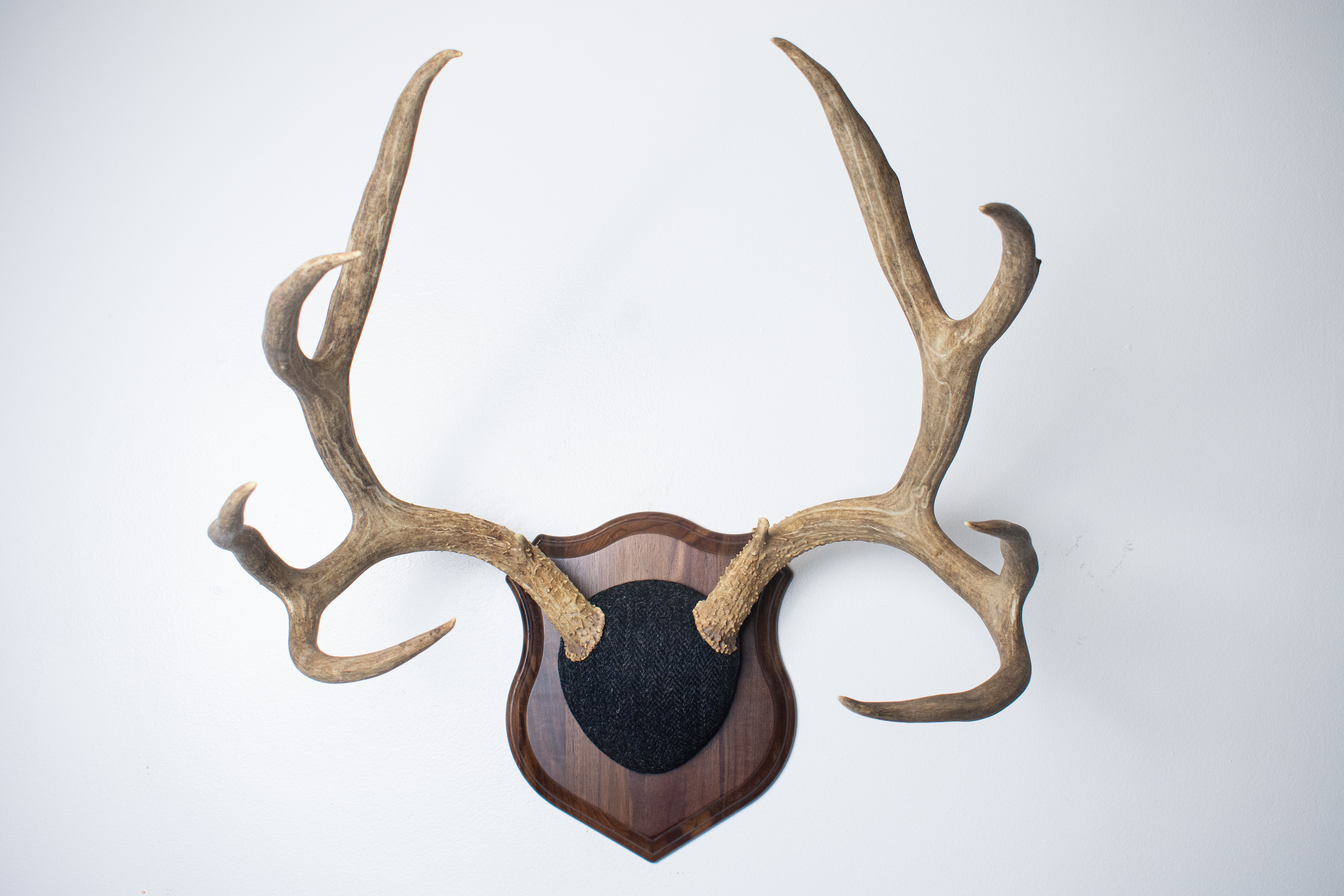 Mule Deer Antler Mount | Black and Charcoal Herringbone | 42