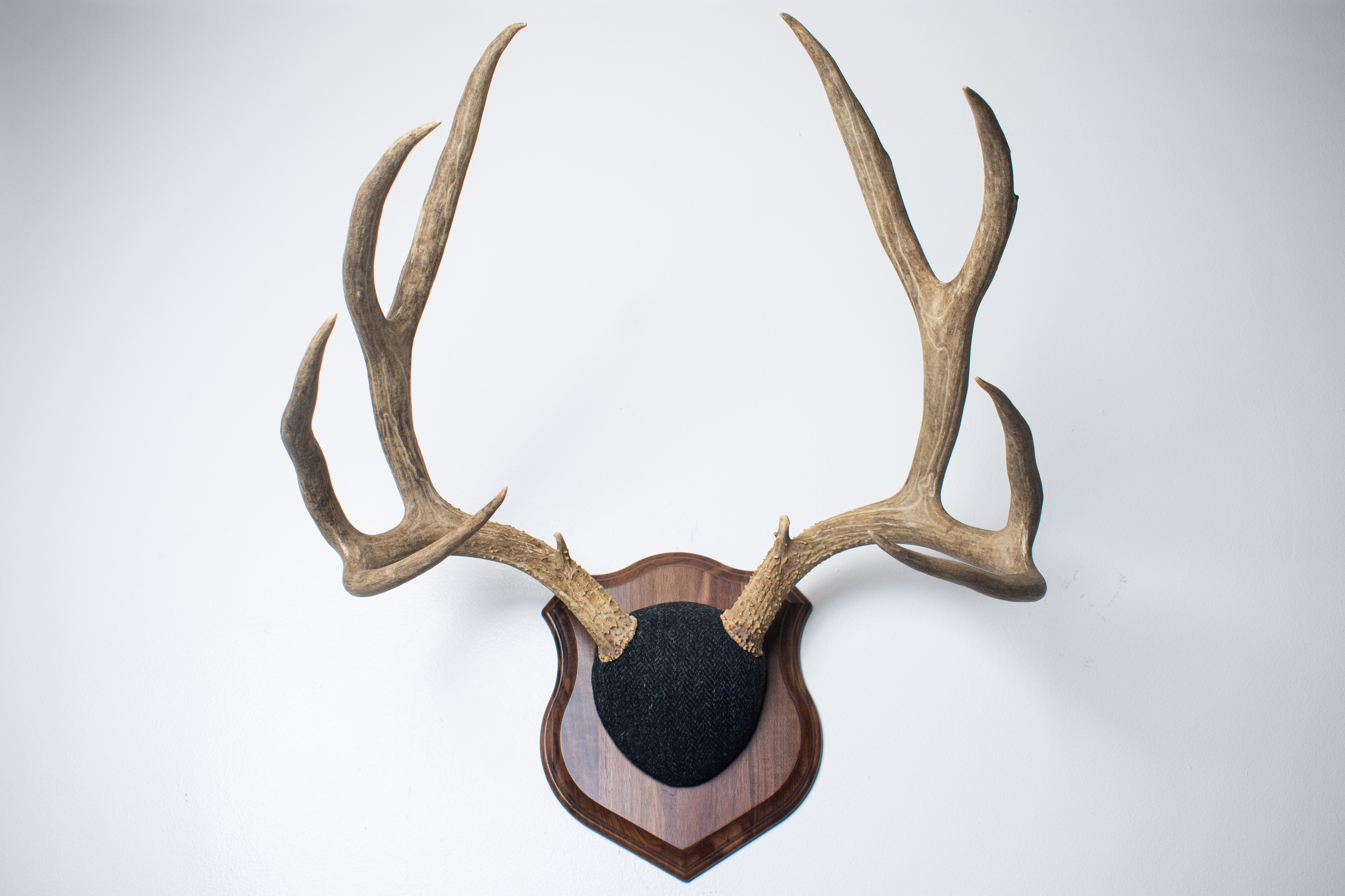 Mule Deer Antler Mount | Black and Charcoal Herringbone | 42