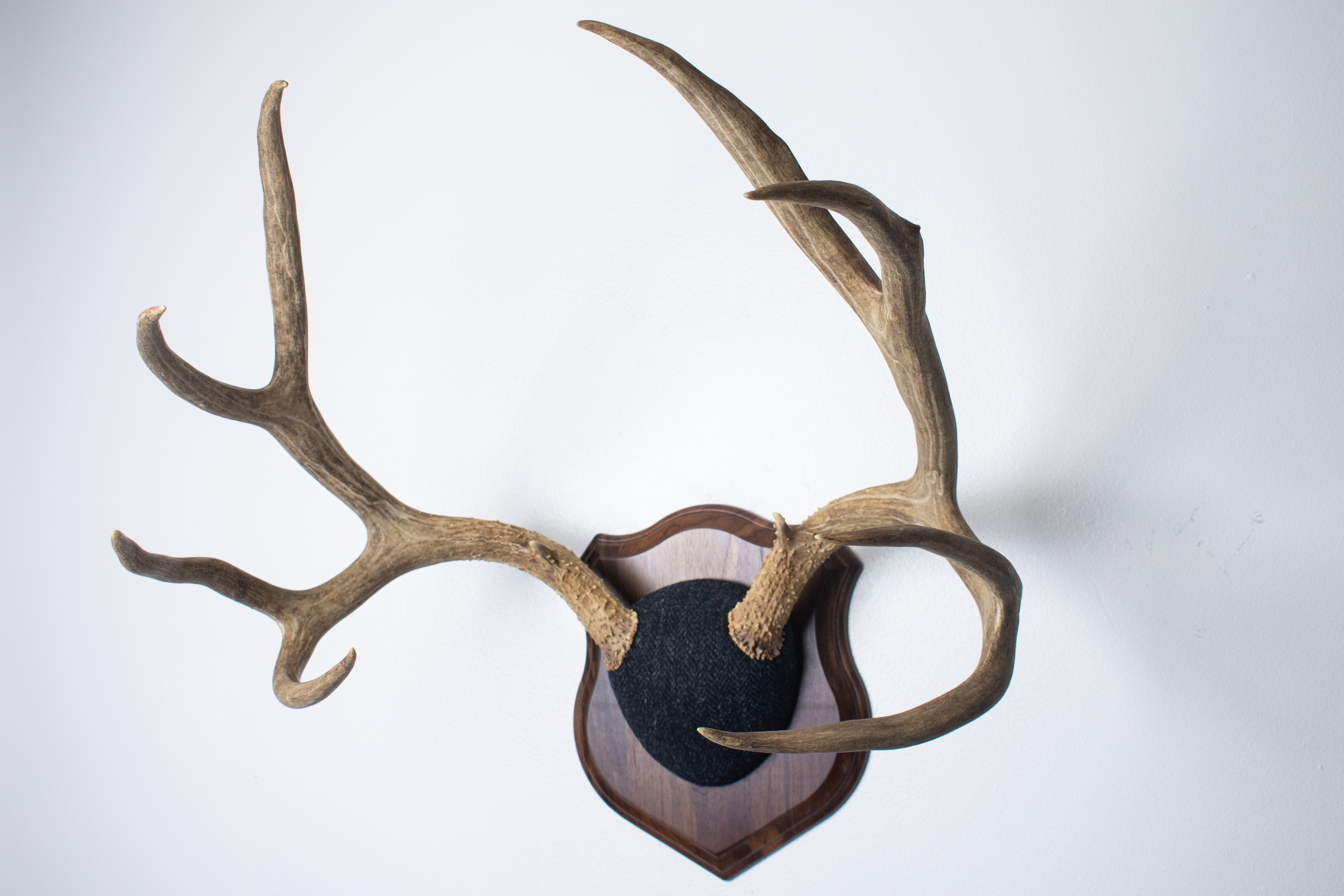 Mule Deer Antler Mount | Black and Charcoal Herringbone | 42