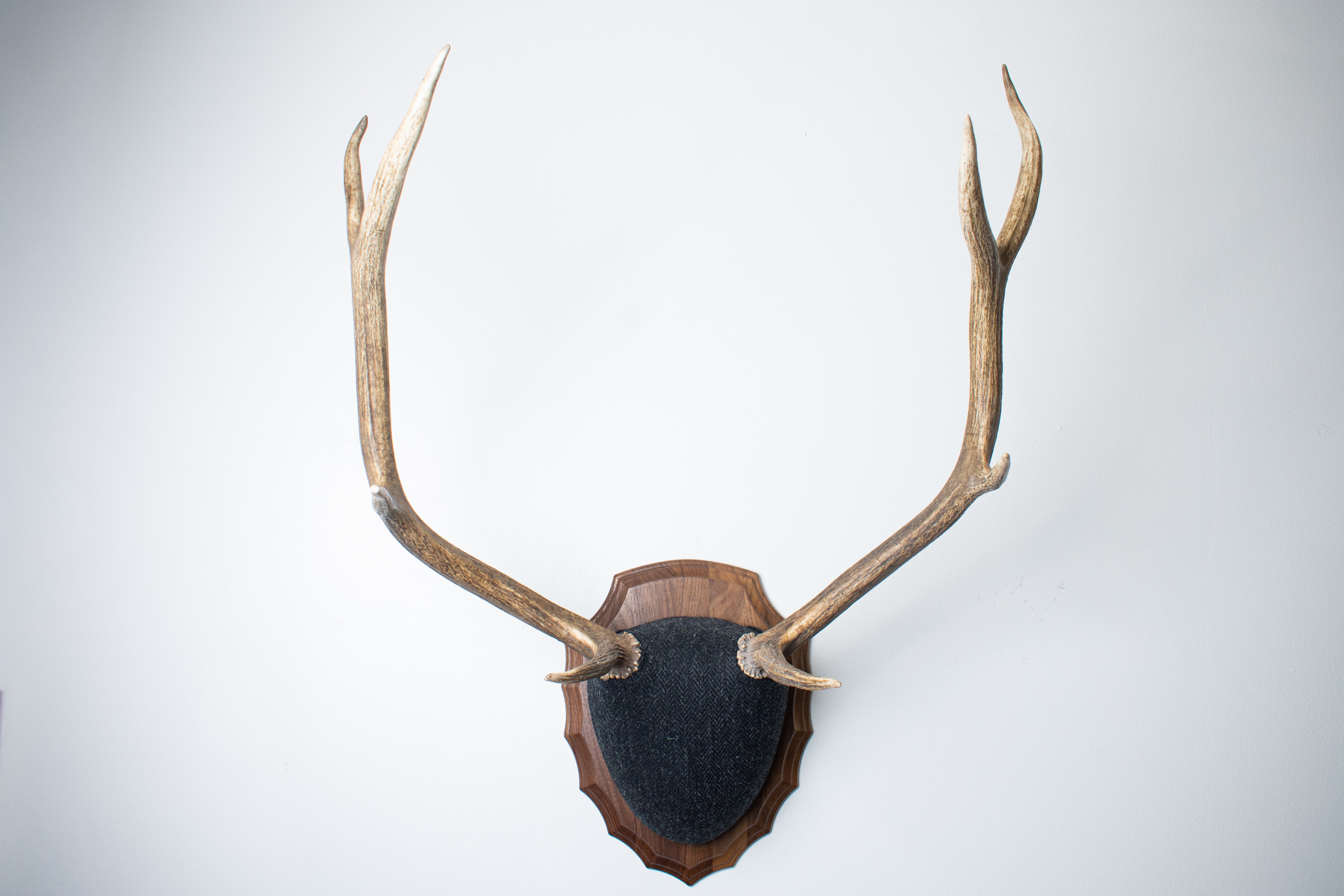 Elk Antler Mount | Black and Charcoal Herringbone | 43