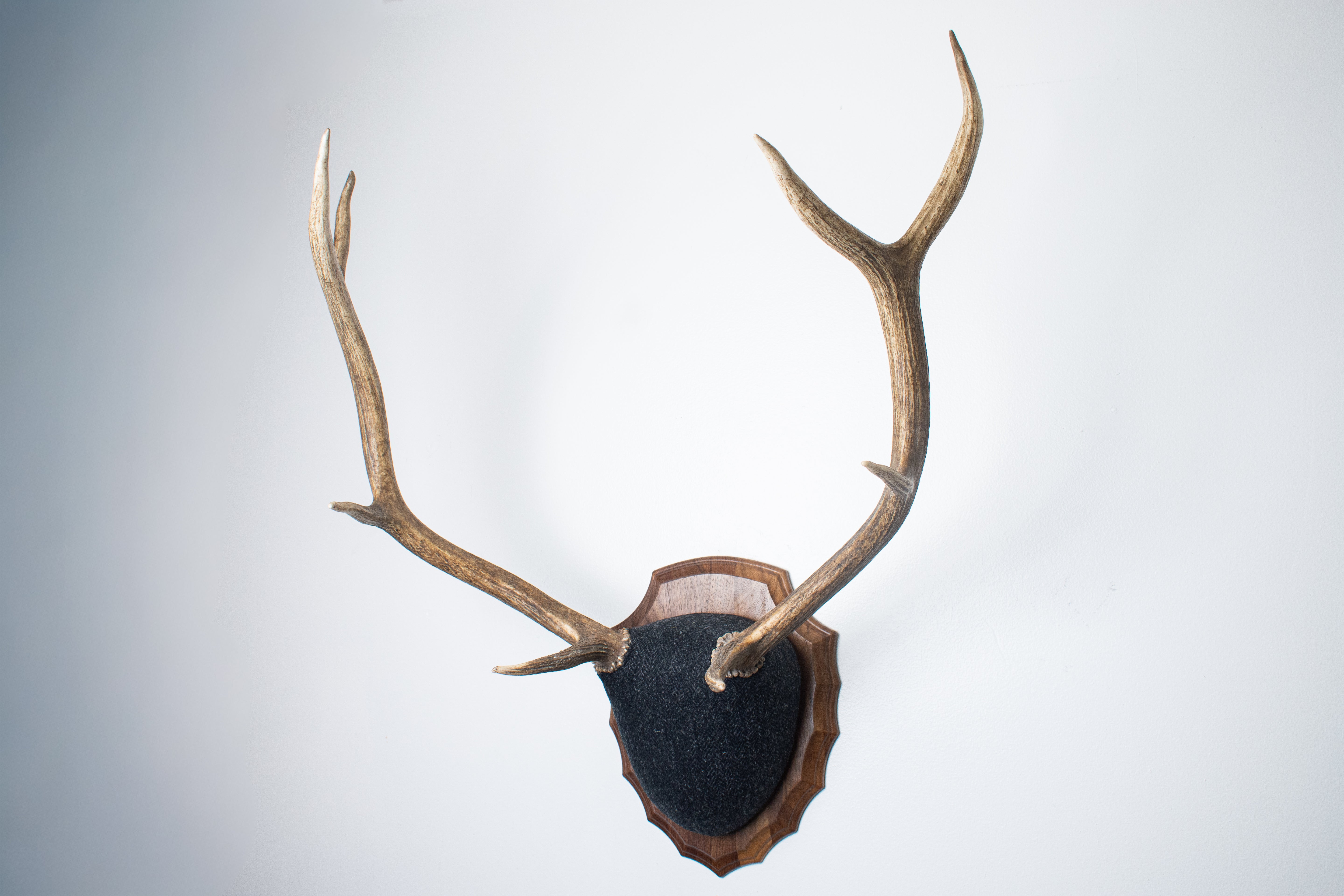 Elk Antler Mount | Black and Charcoal Herringbone | 43