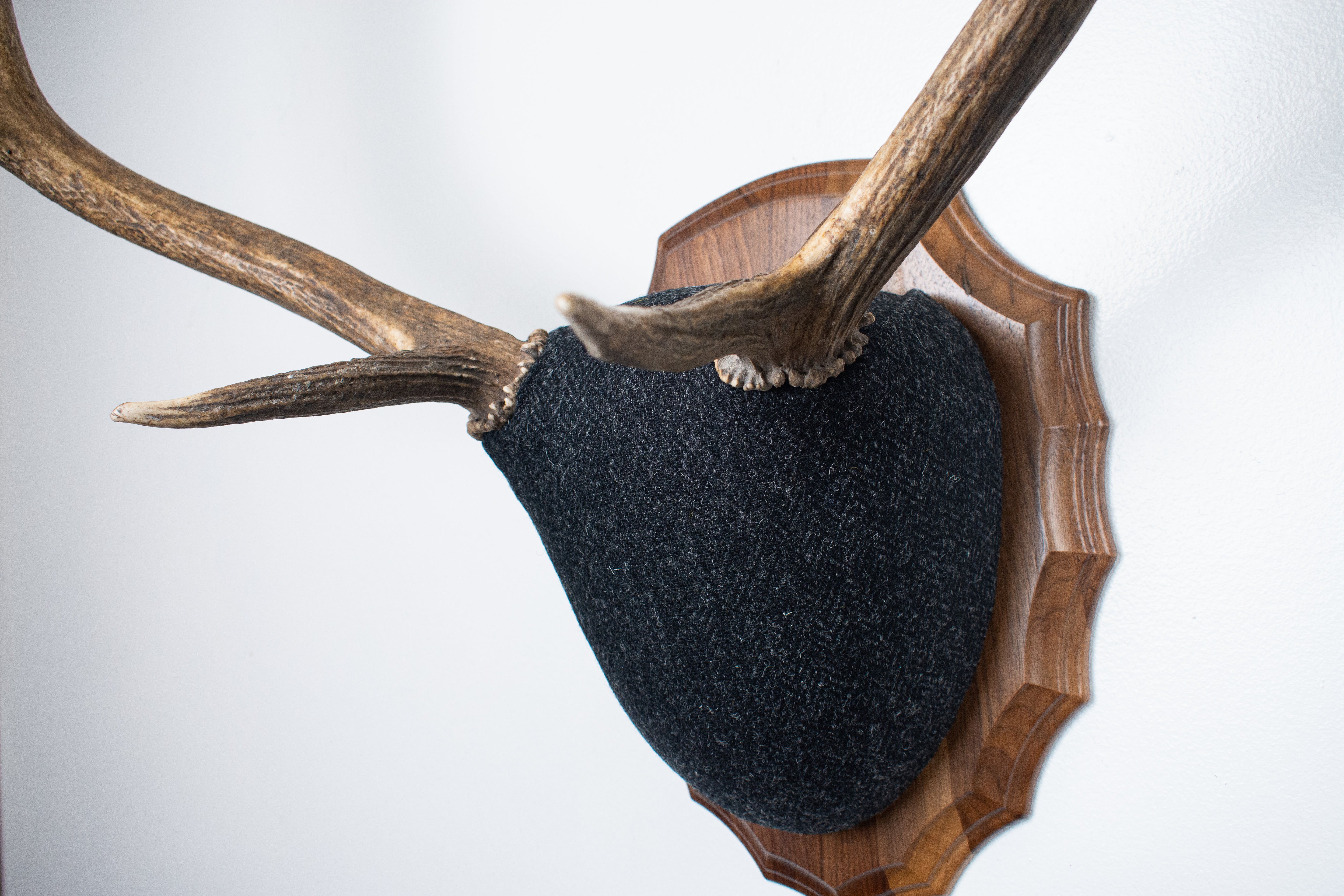 Elk Antler Mount | Black and Charcoal Herringbone | 43