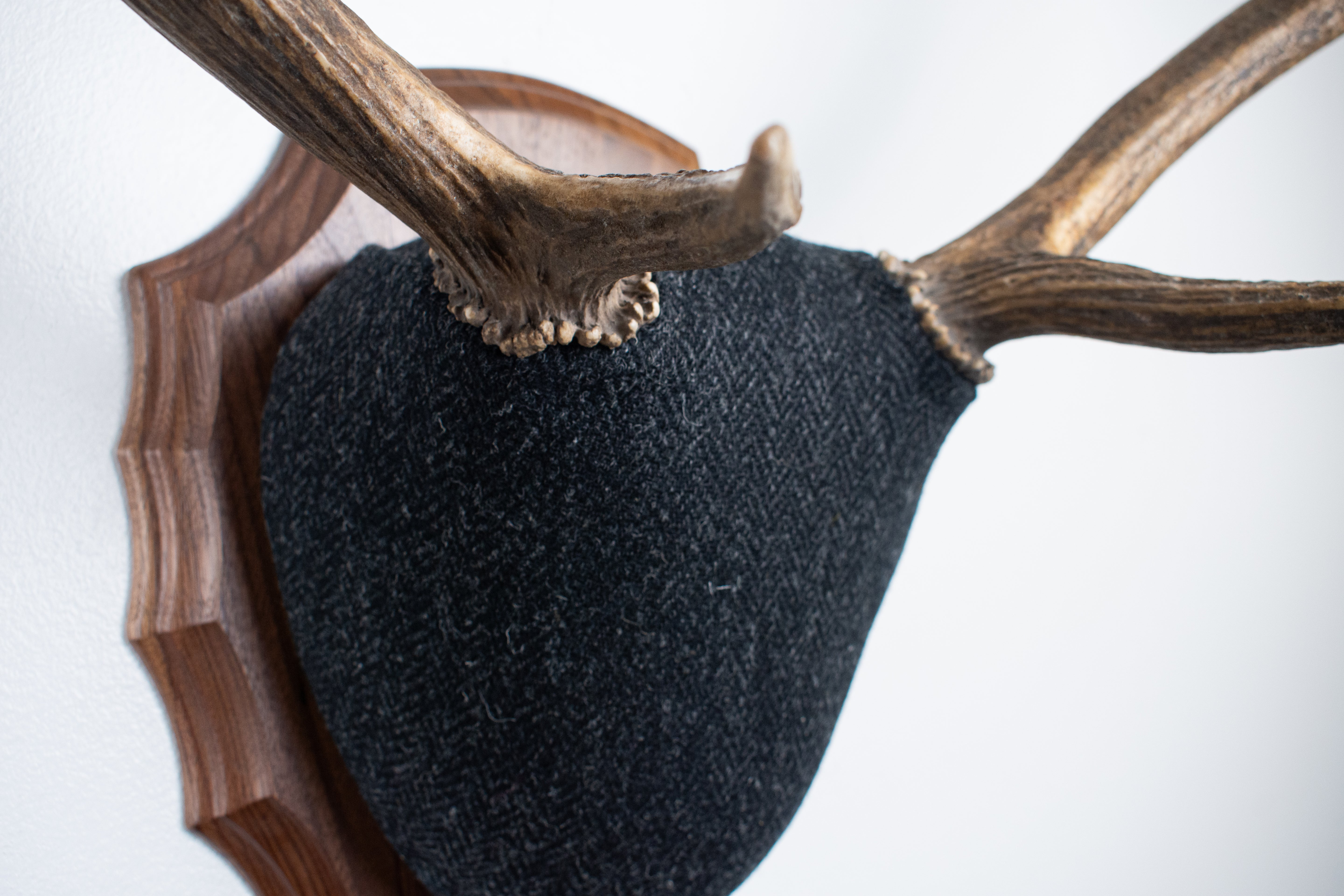 Elk Antler Mount | Black and Charcoal Herringbone | 43
