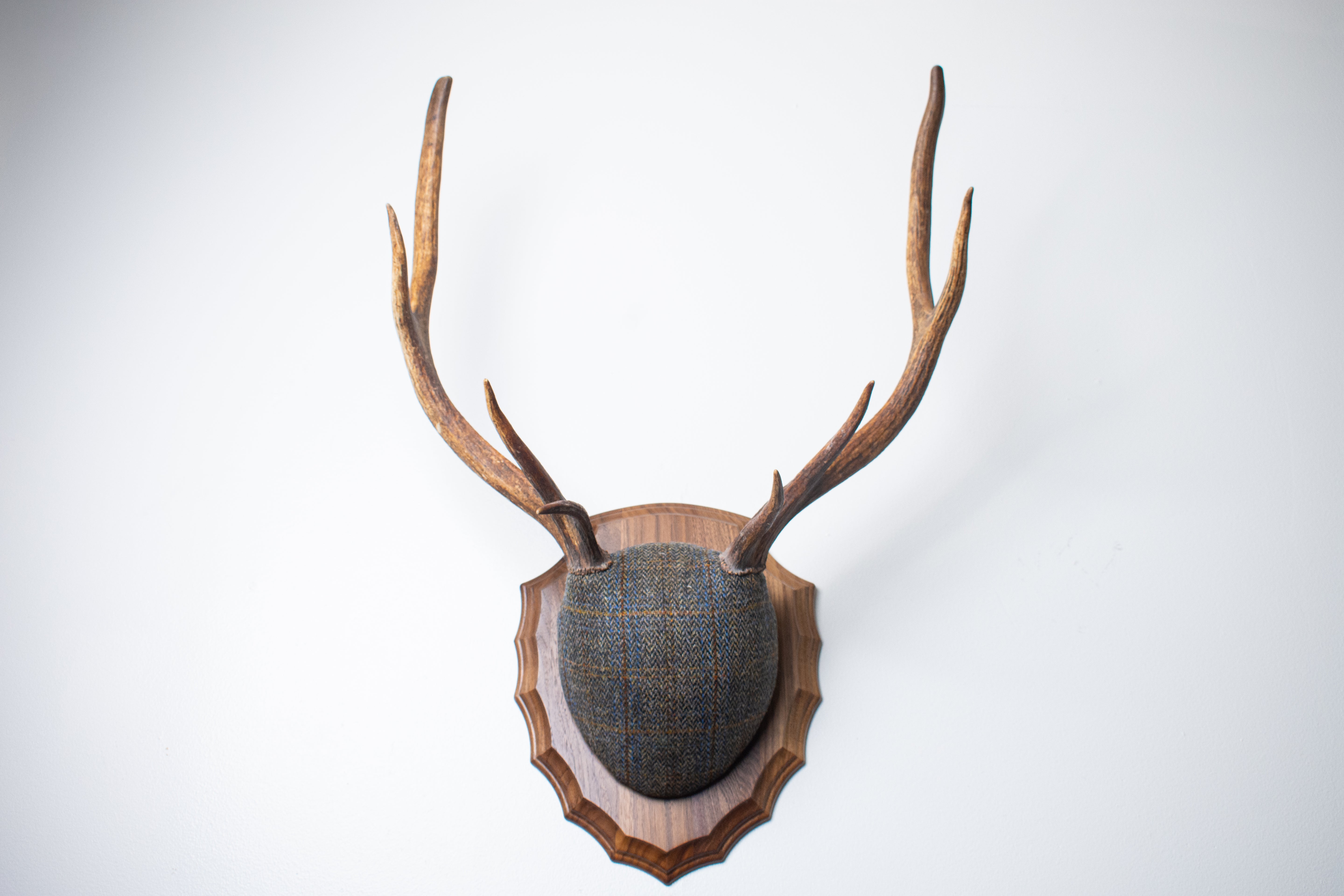 Elk Antler Mount | Green and Blue Herringbone with Rust Overcheck | 44