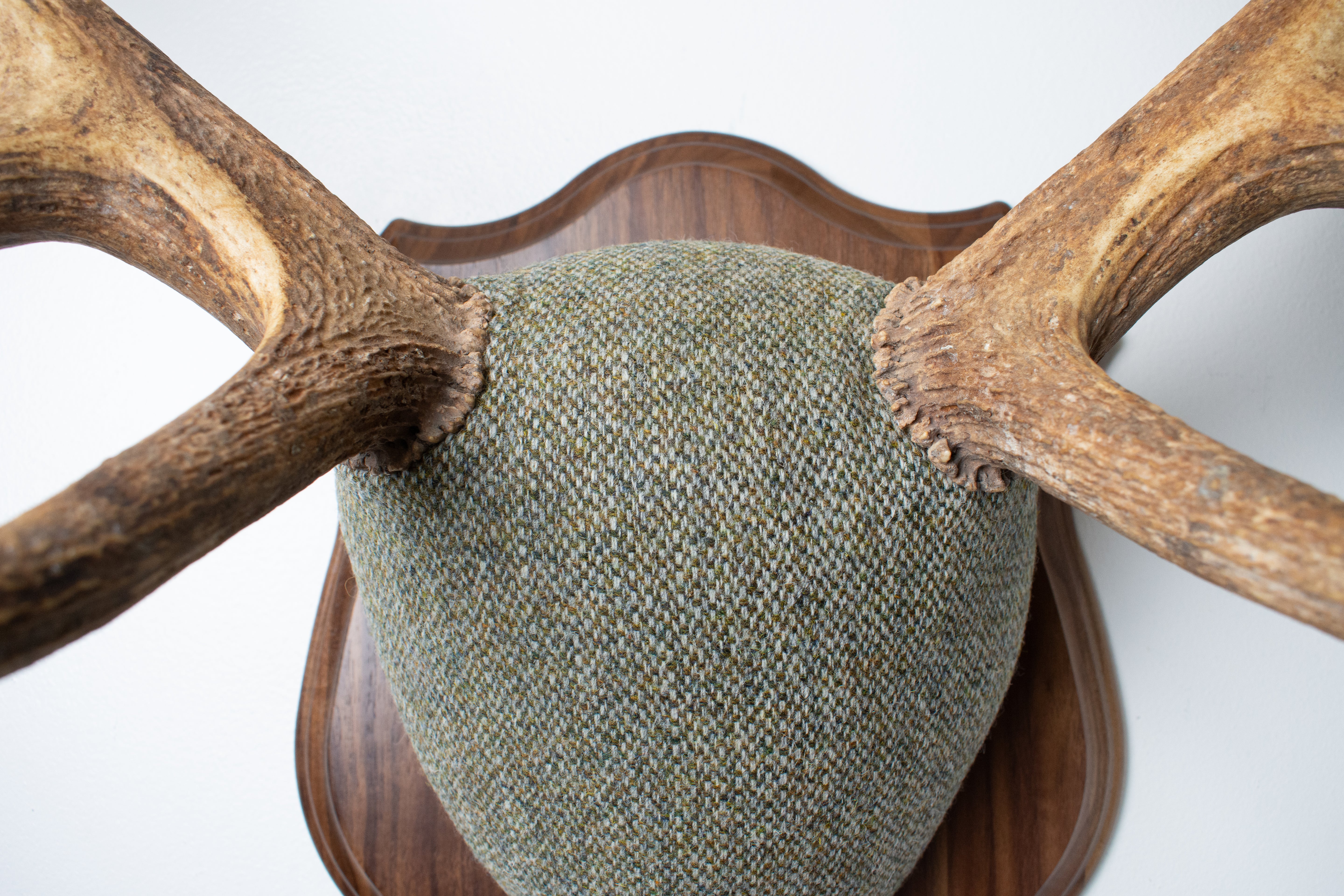 Elk Antler Mount | Green & Beige Barleycorn | 46