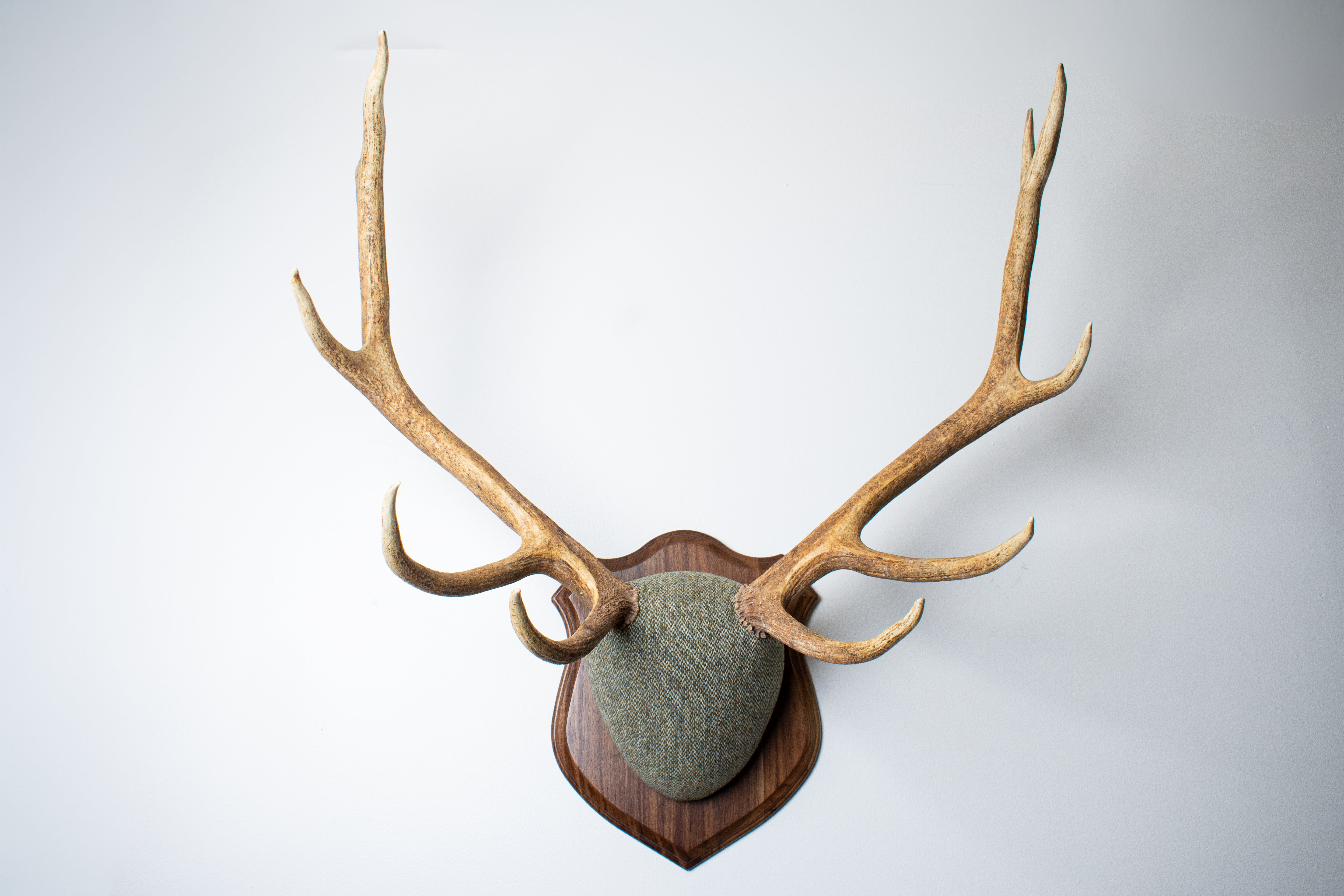 Elk Antler Mount | Green & Beige Barleycorn | 46