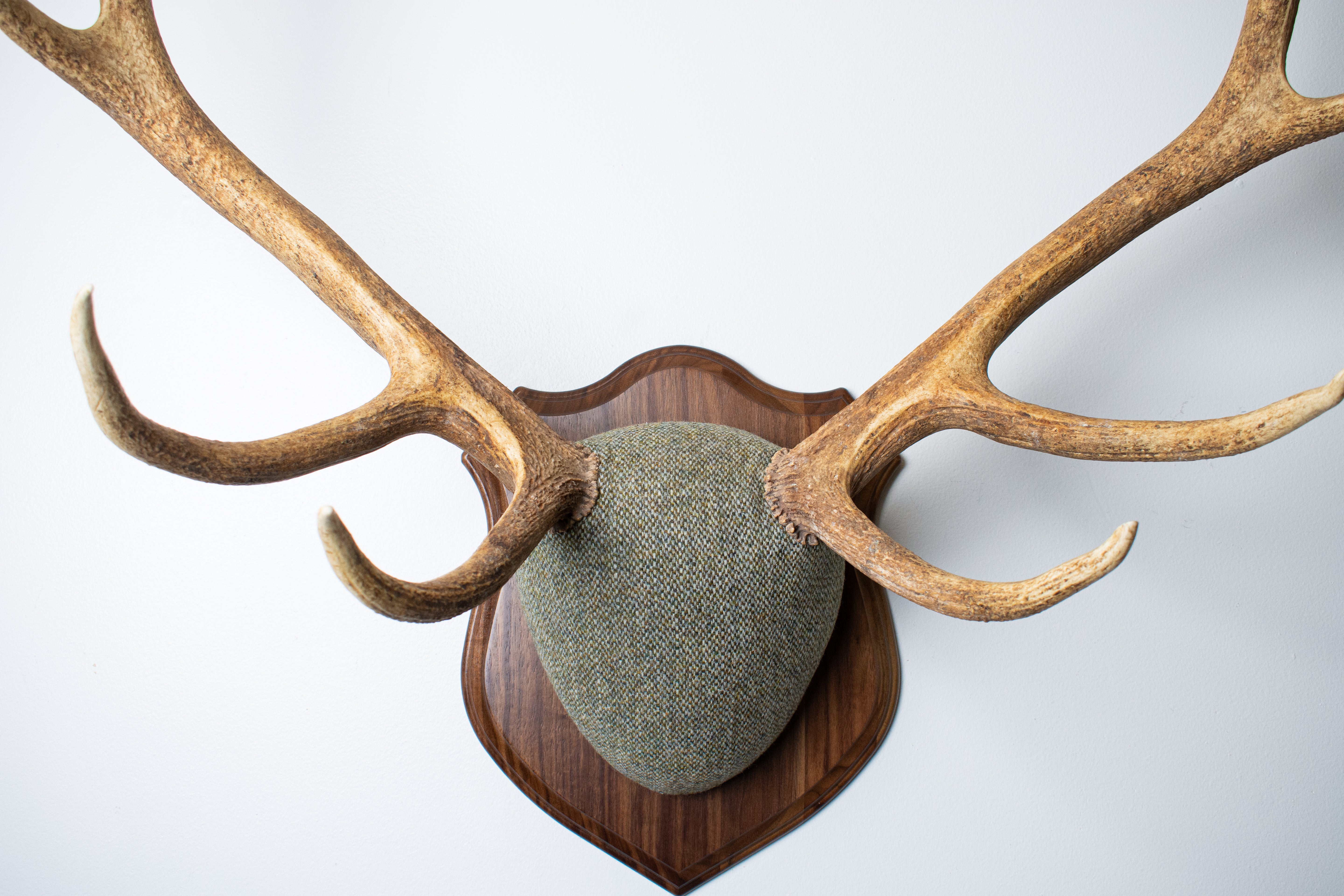 Elk Antler Mount | Green & Beige Barleycorn | 46