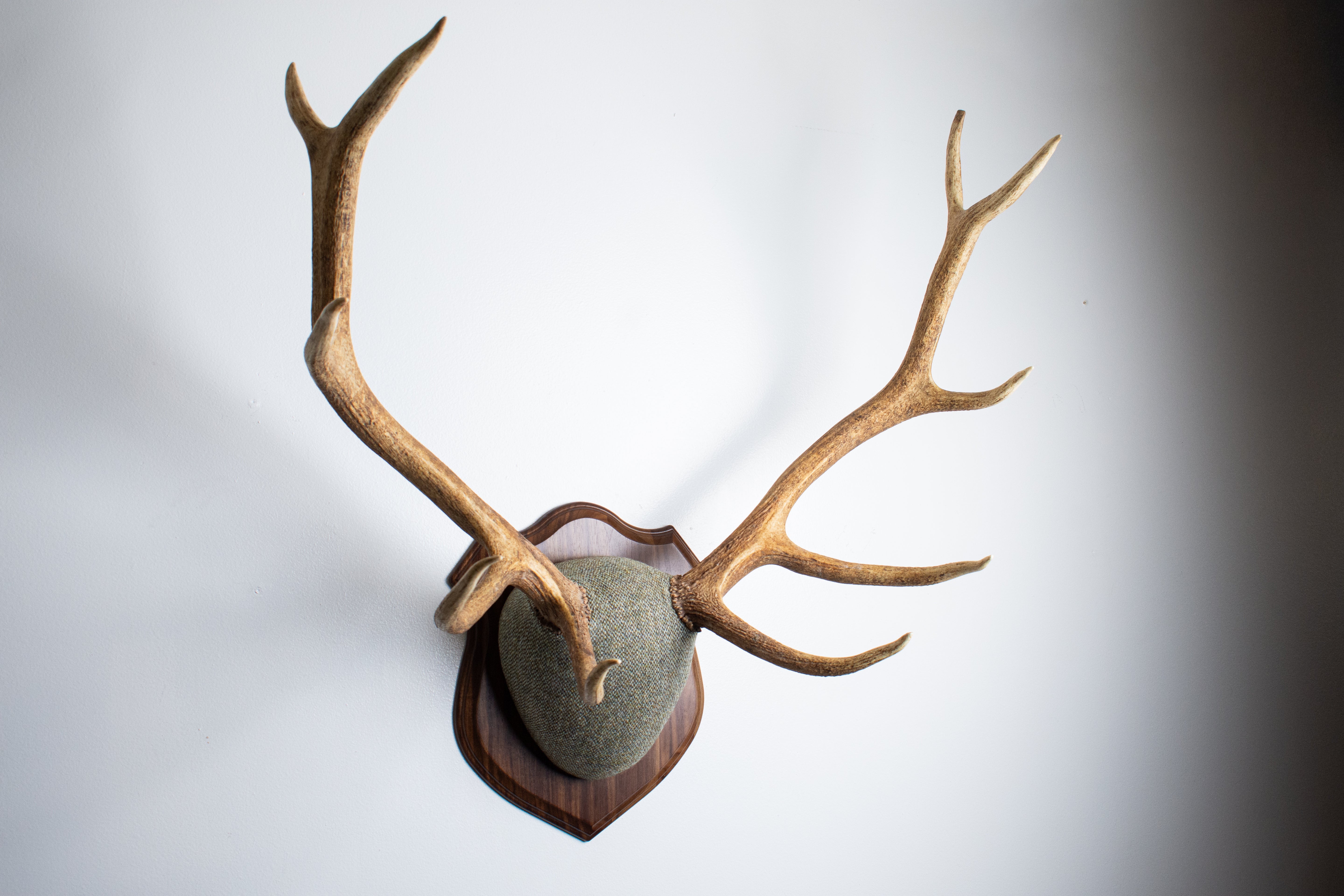Elk Antler Mount | Green & Beige Barleycorn | 46