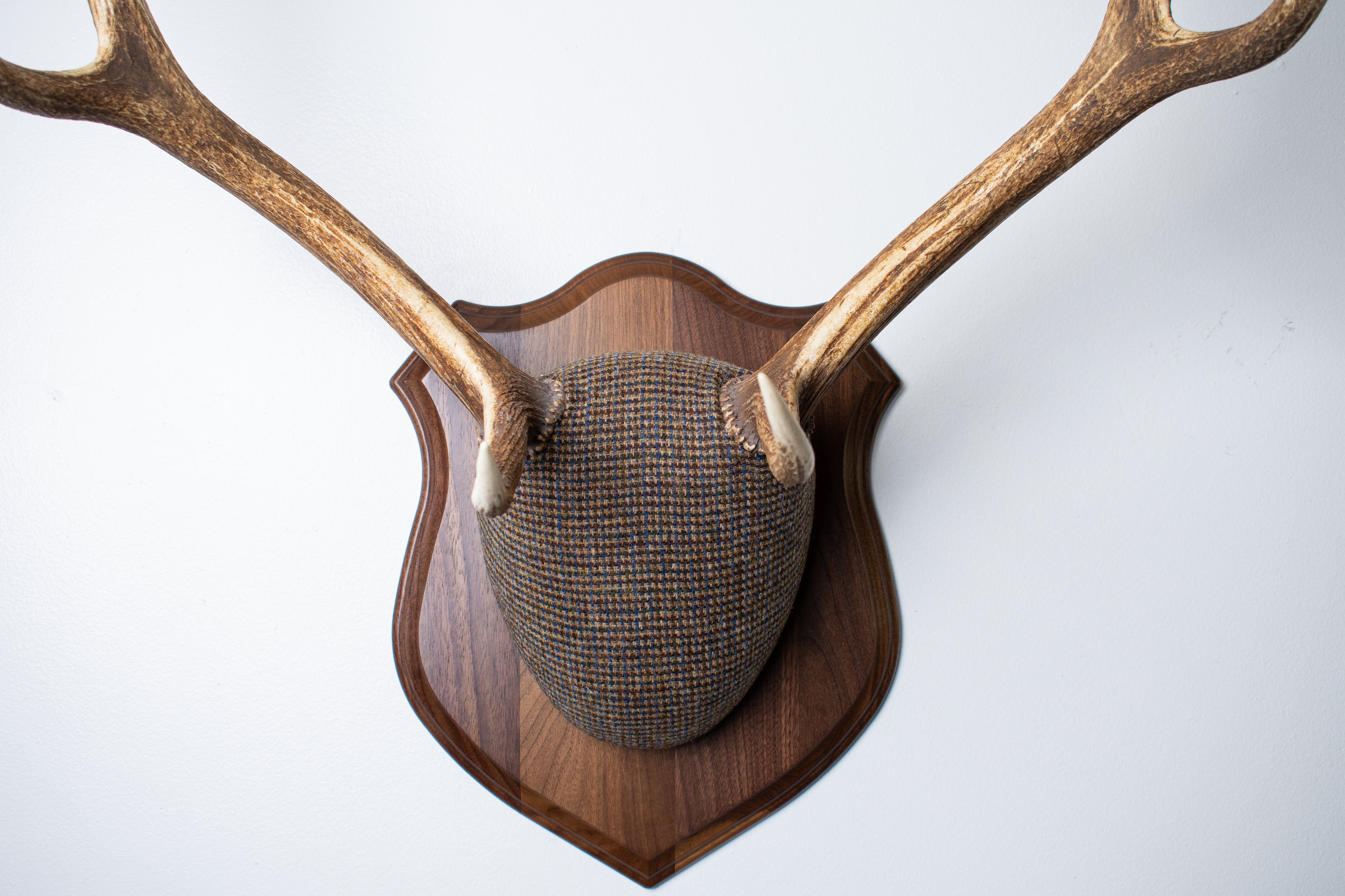 Elk Antler Mount | Multi-colored | 45