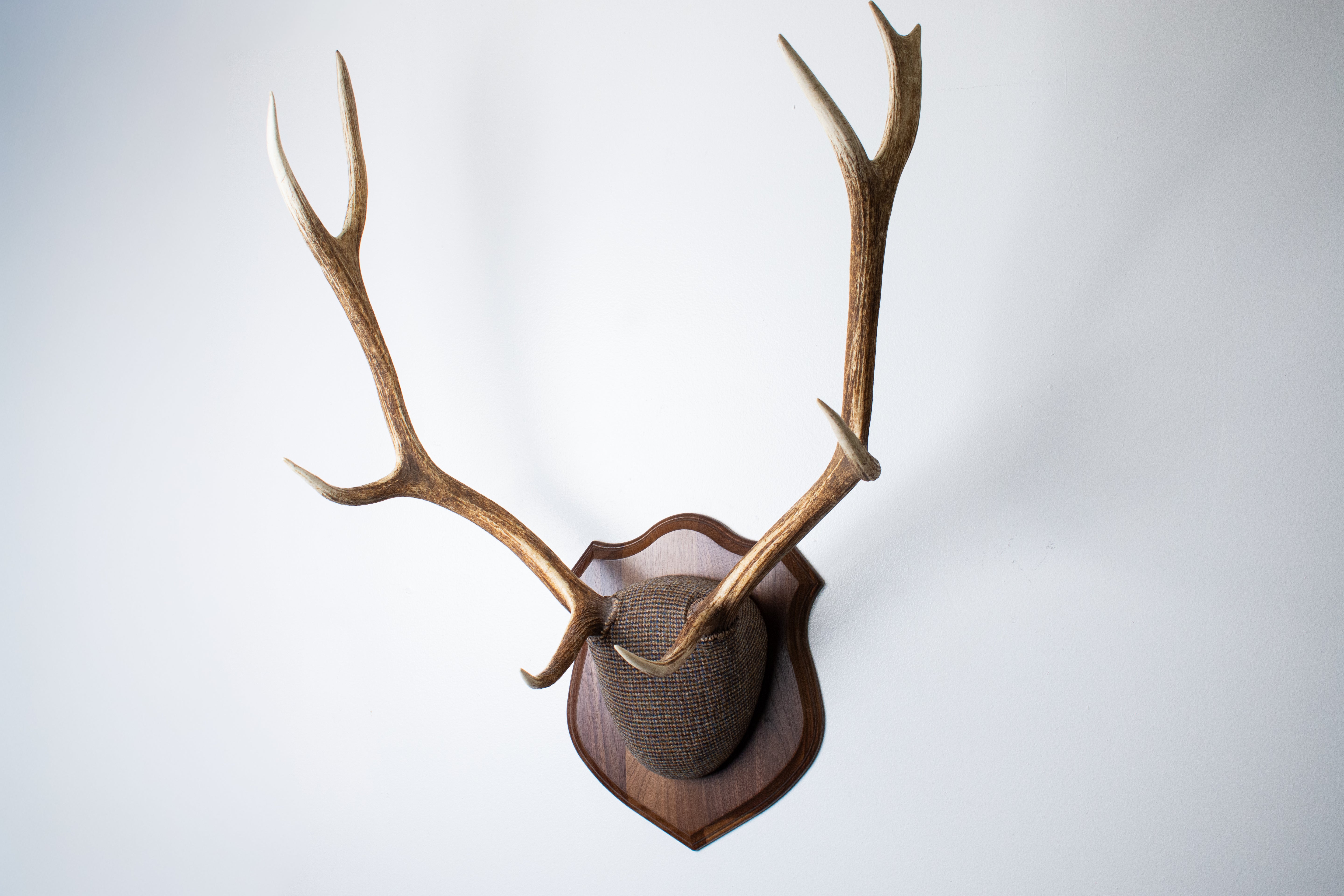Elk Antler Mount | Multi-colored | 45