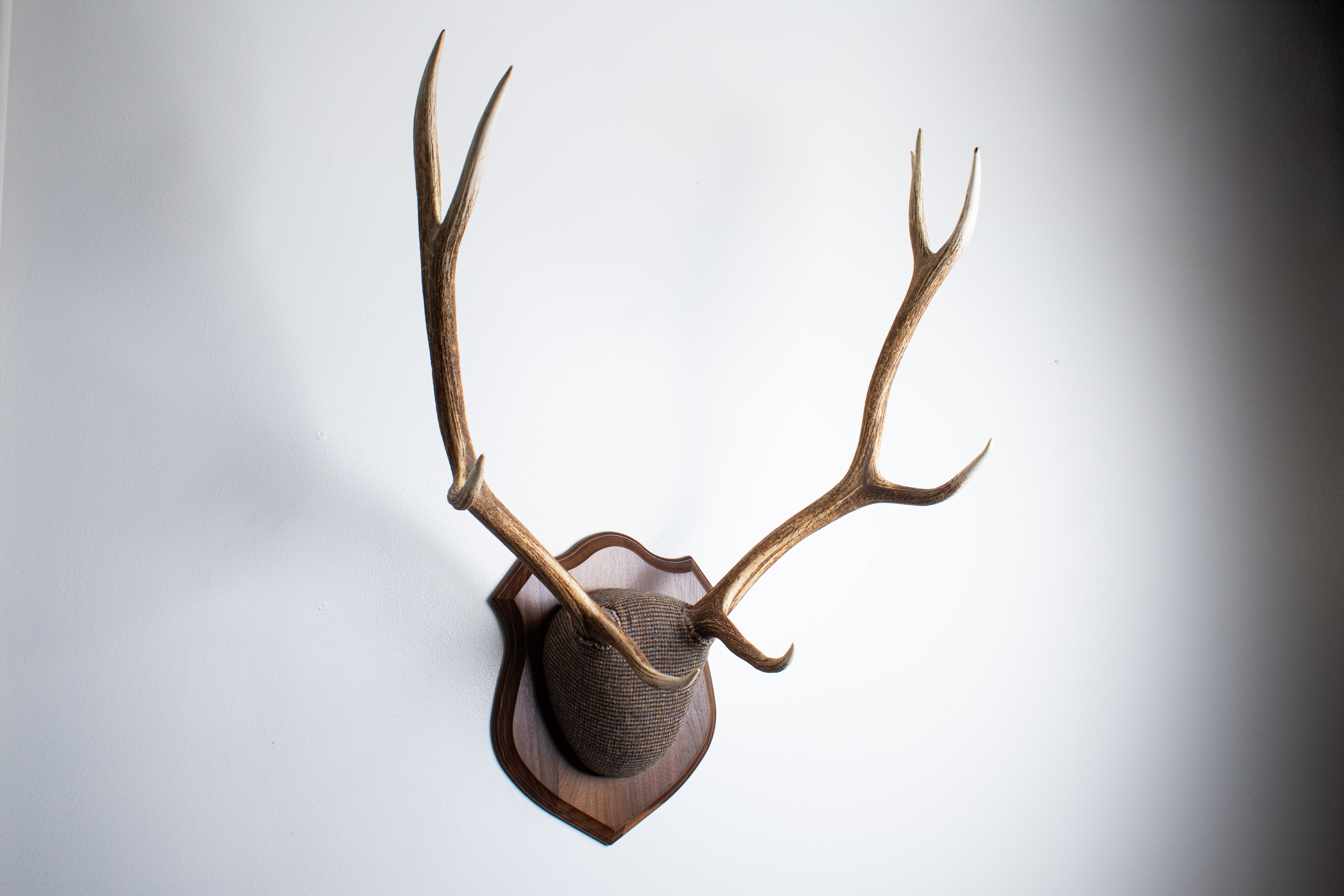 Elk Antler Mount | Multi-colored | 45