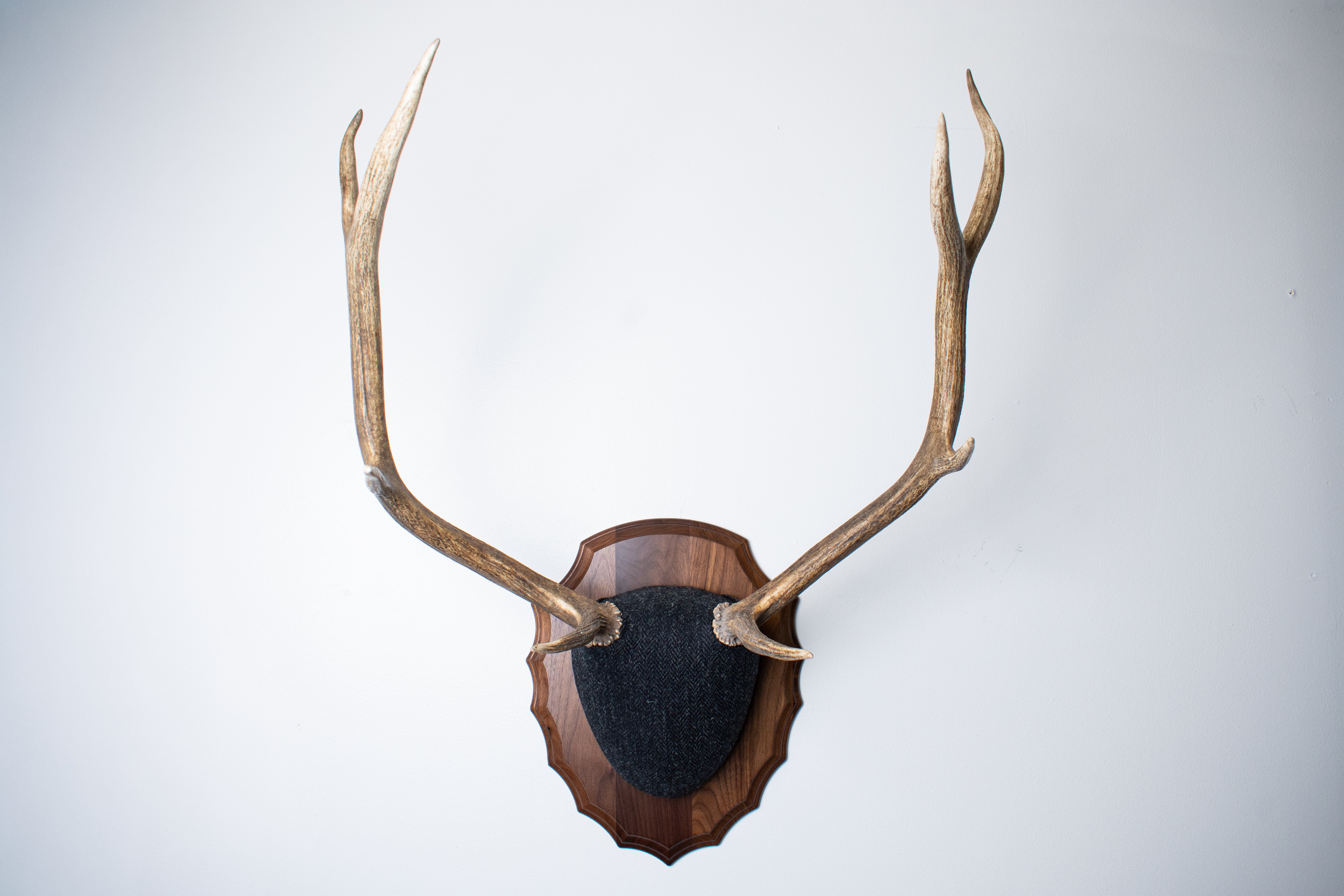 Elk Antler Mount | Black and Charcoal Herringbone | 43