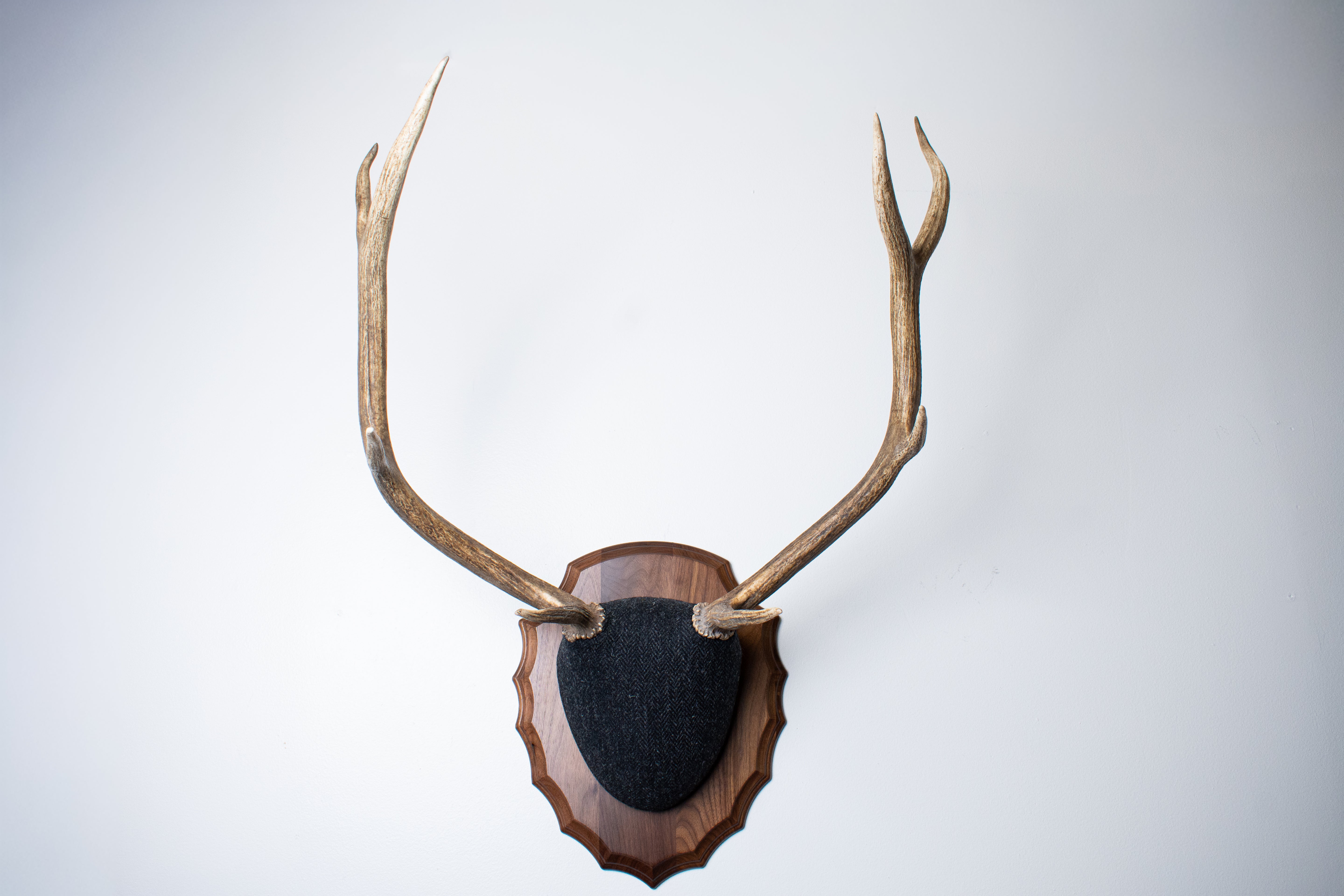 Elk Antler Mount | Black and Charcoal Herringbone | 43