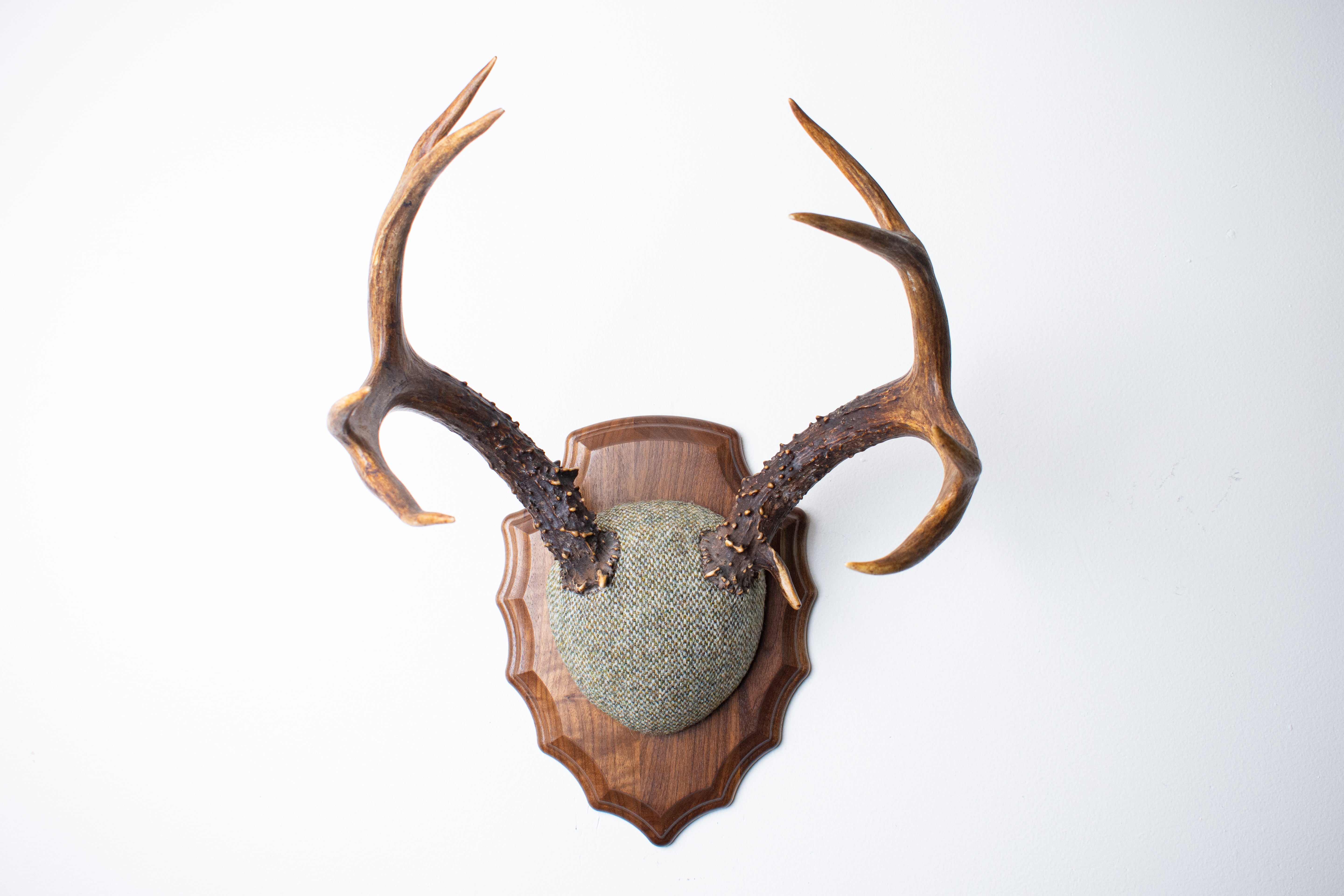 Blacktail Deer Antler Mount | Green & Beige Barleycorn | 47