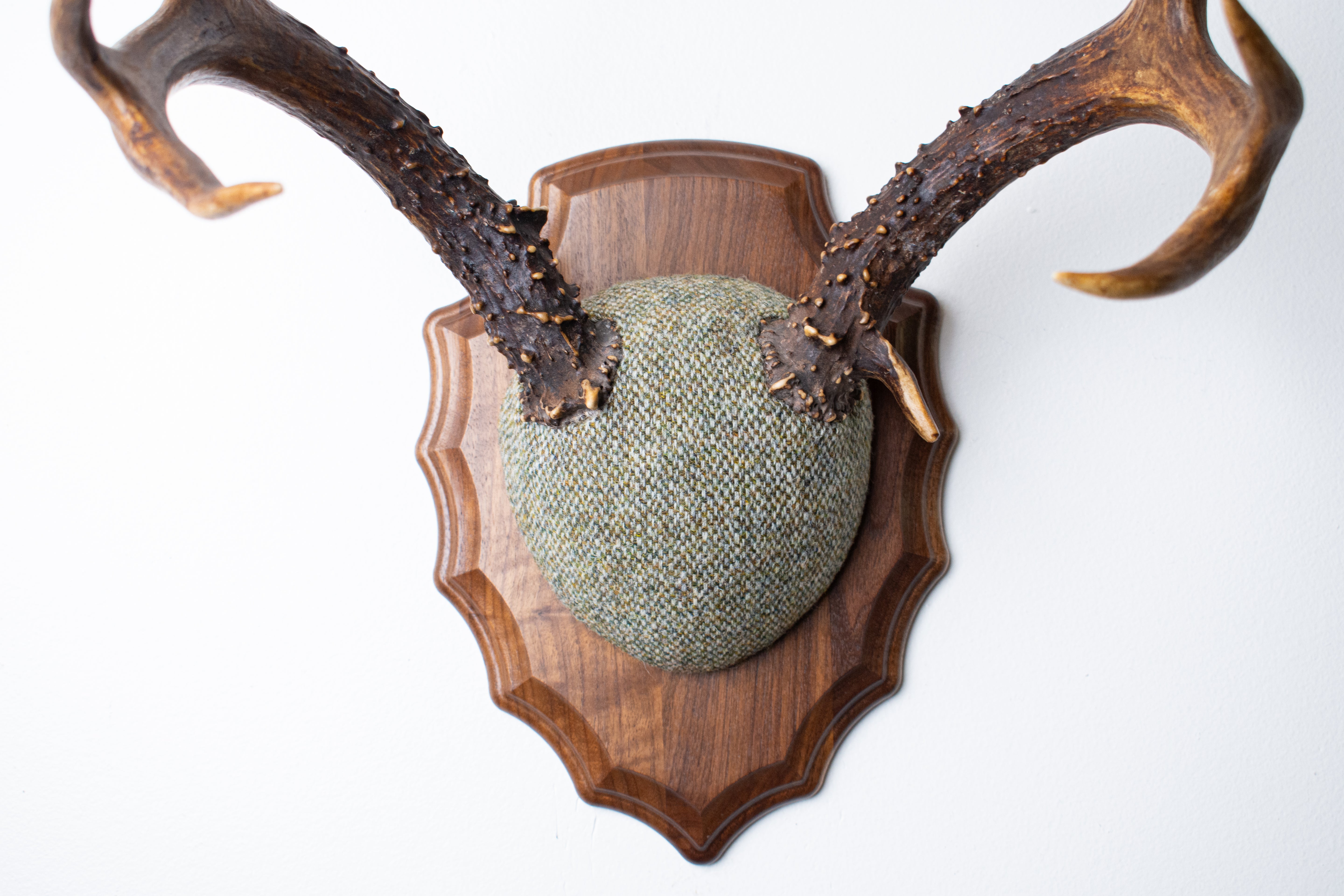 Blacktail Deer Antler Mount | Green & Beige Barleycorn | 47