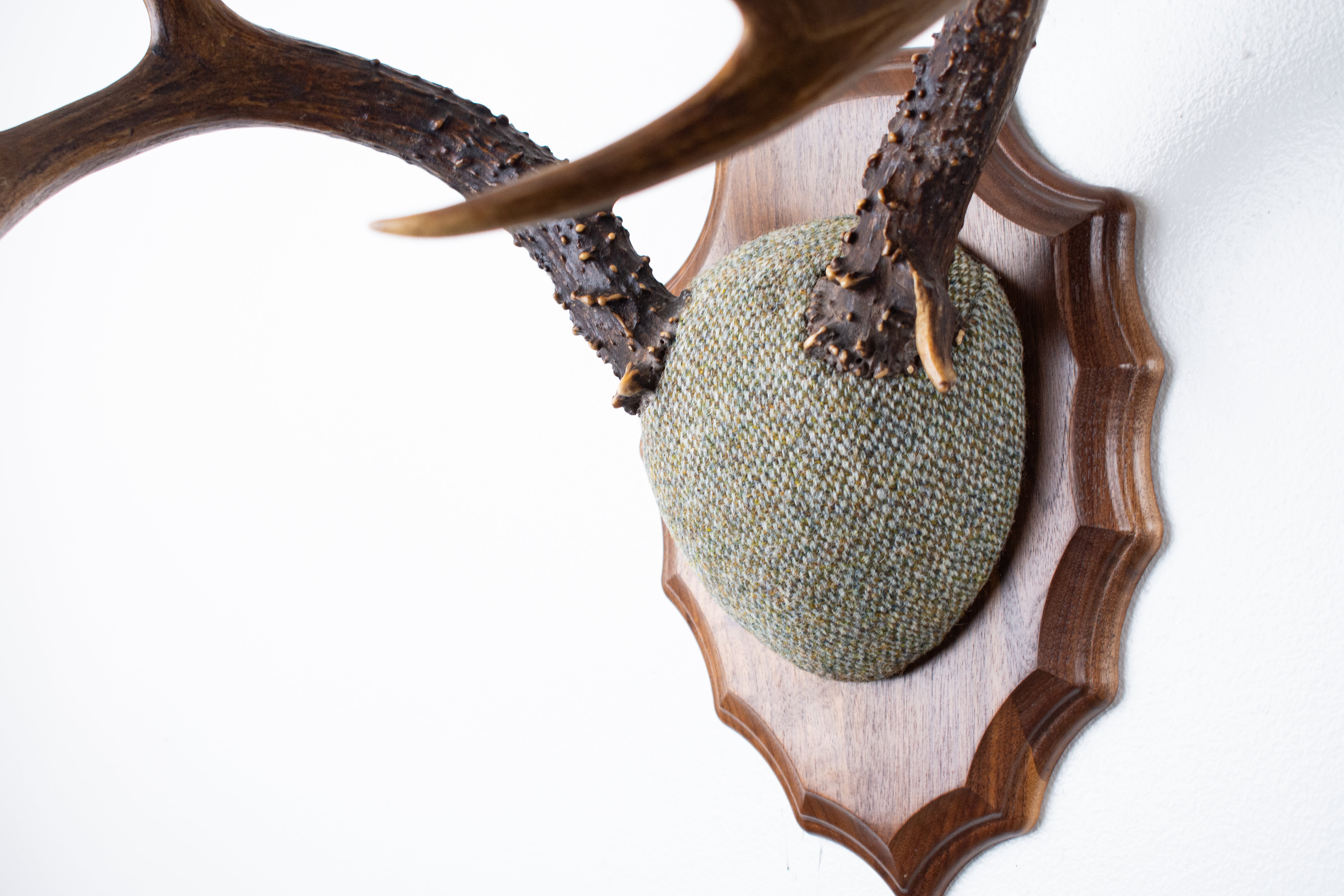 Blacktail Deer Antler Mount | Green & Beige Barleycorn | 47