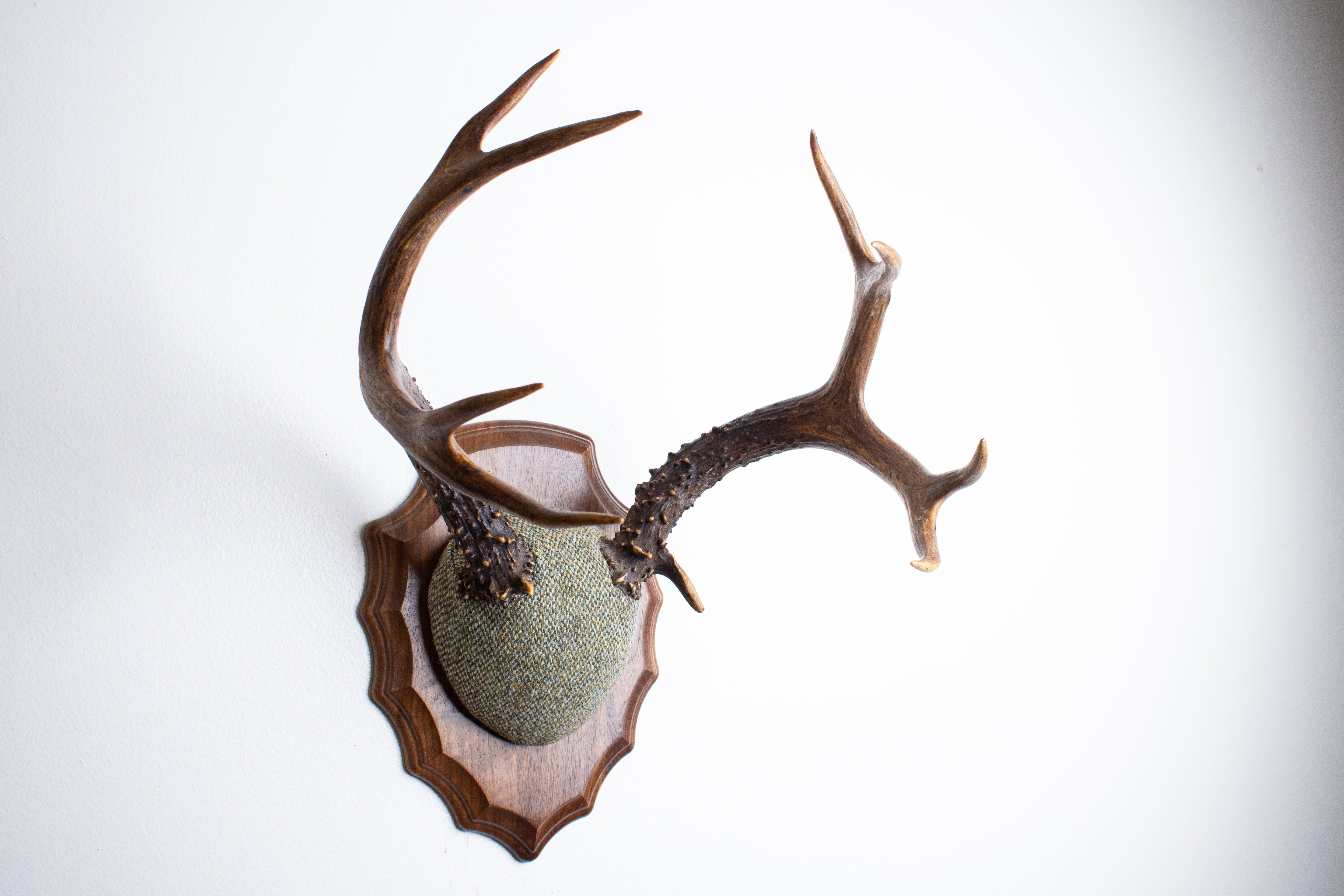 Blacktail Deer Antler Mount | Green & Beige Barleycorn | 47