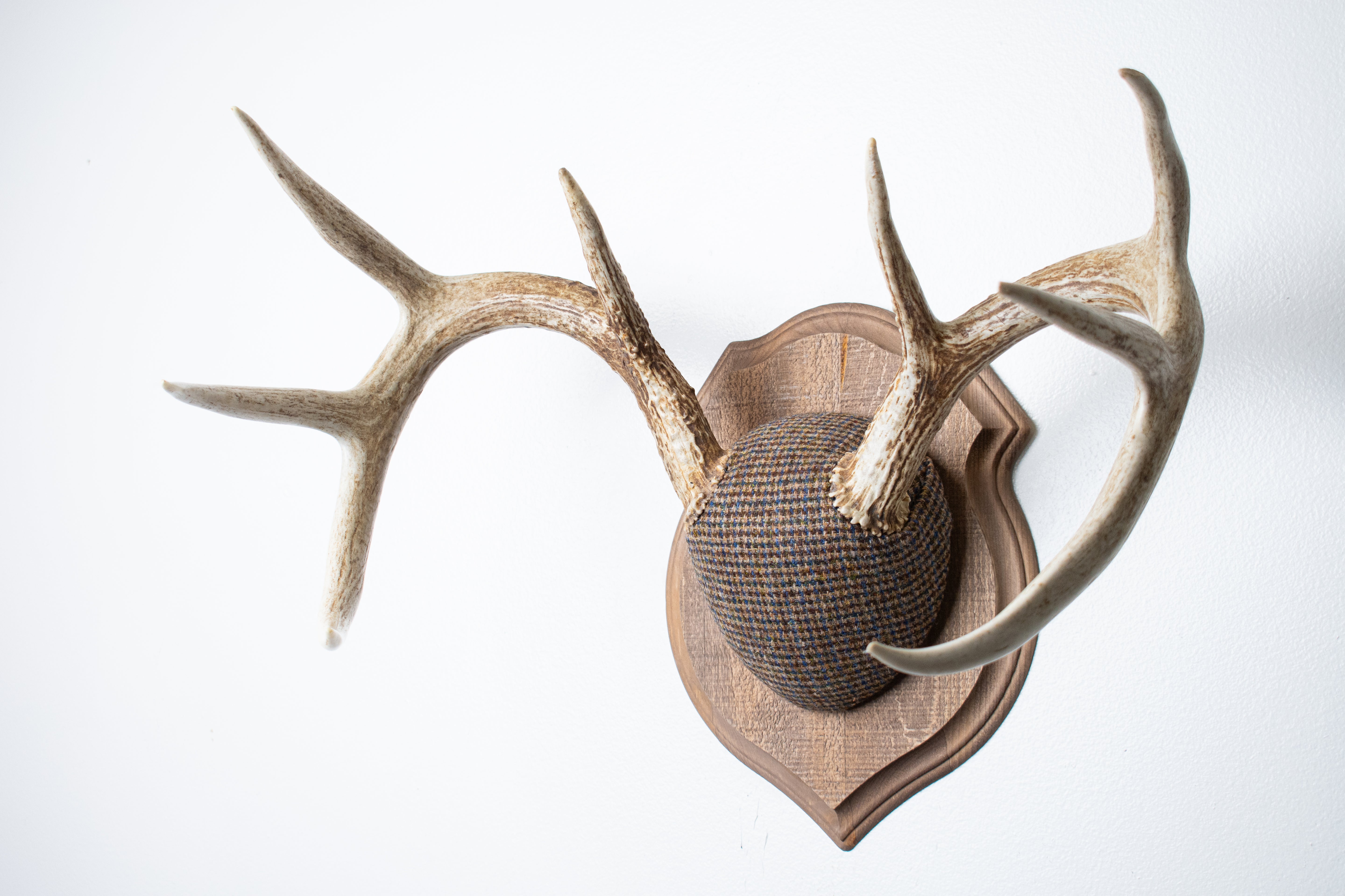 Whitetail Deer Antler Mount | Multi-colored | 48