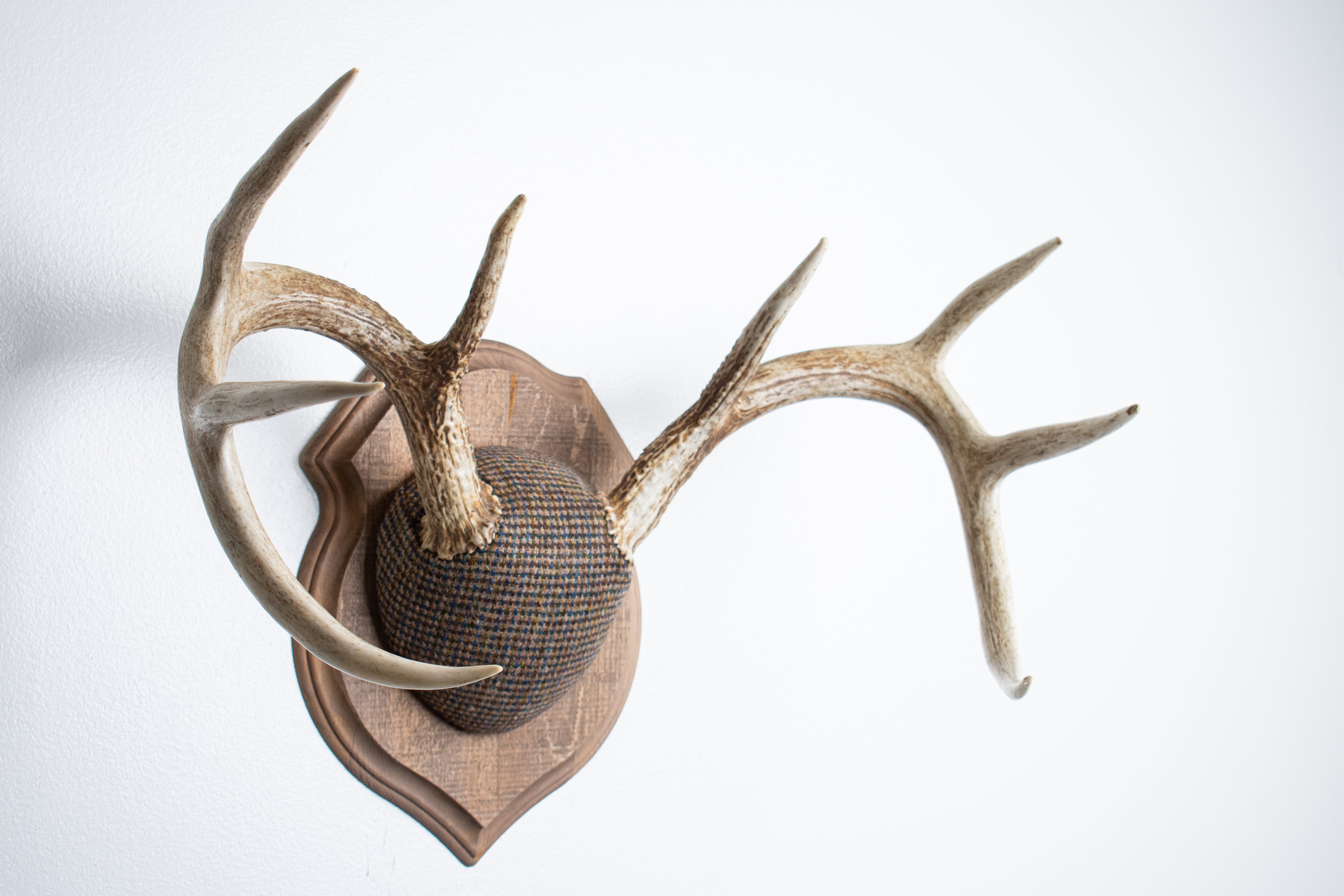 Whitetail Deer Antler Mount | Multi-colored | 48