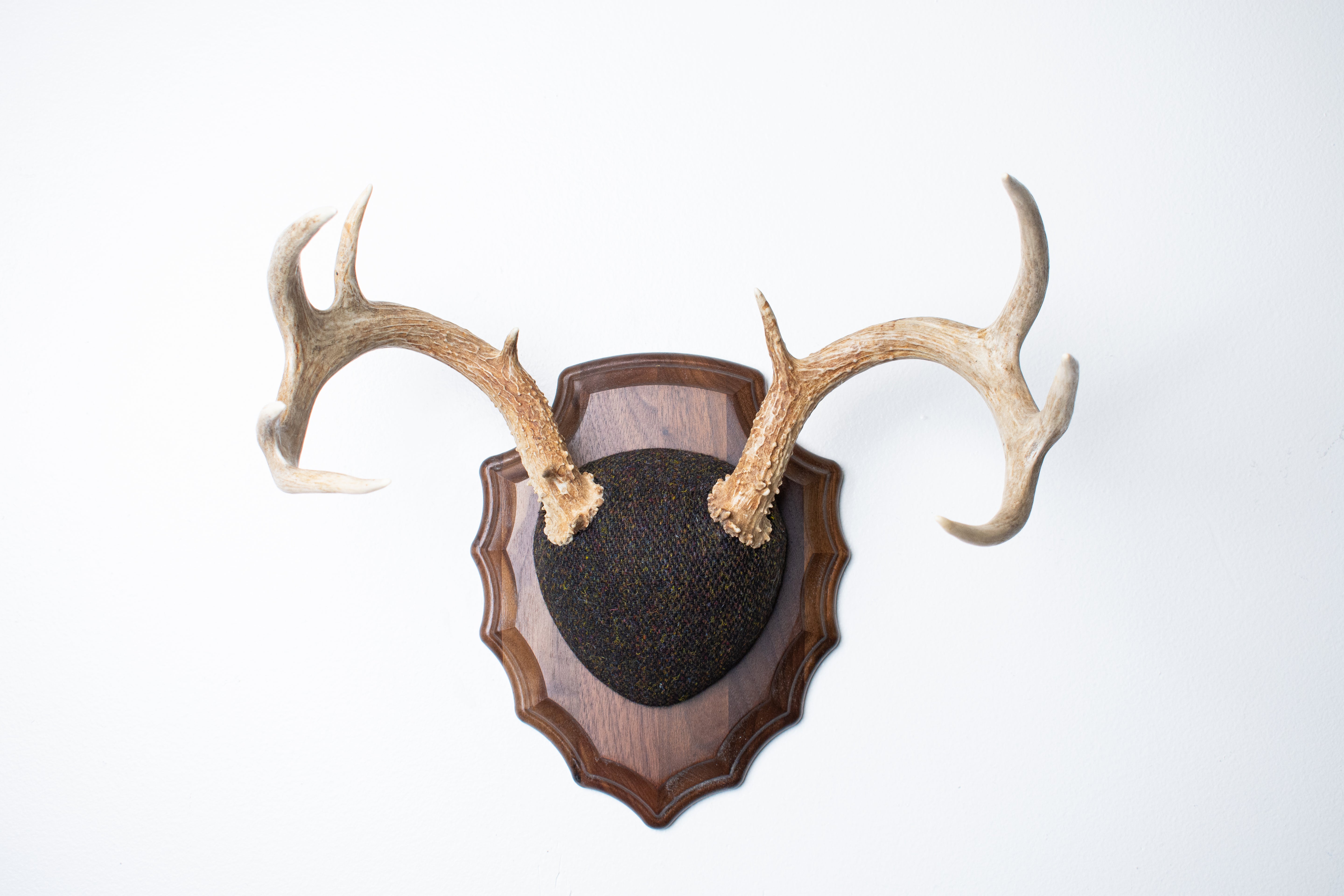 Whitetail Deer Antler Mount | Green and Brown Barleycorn | 49