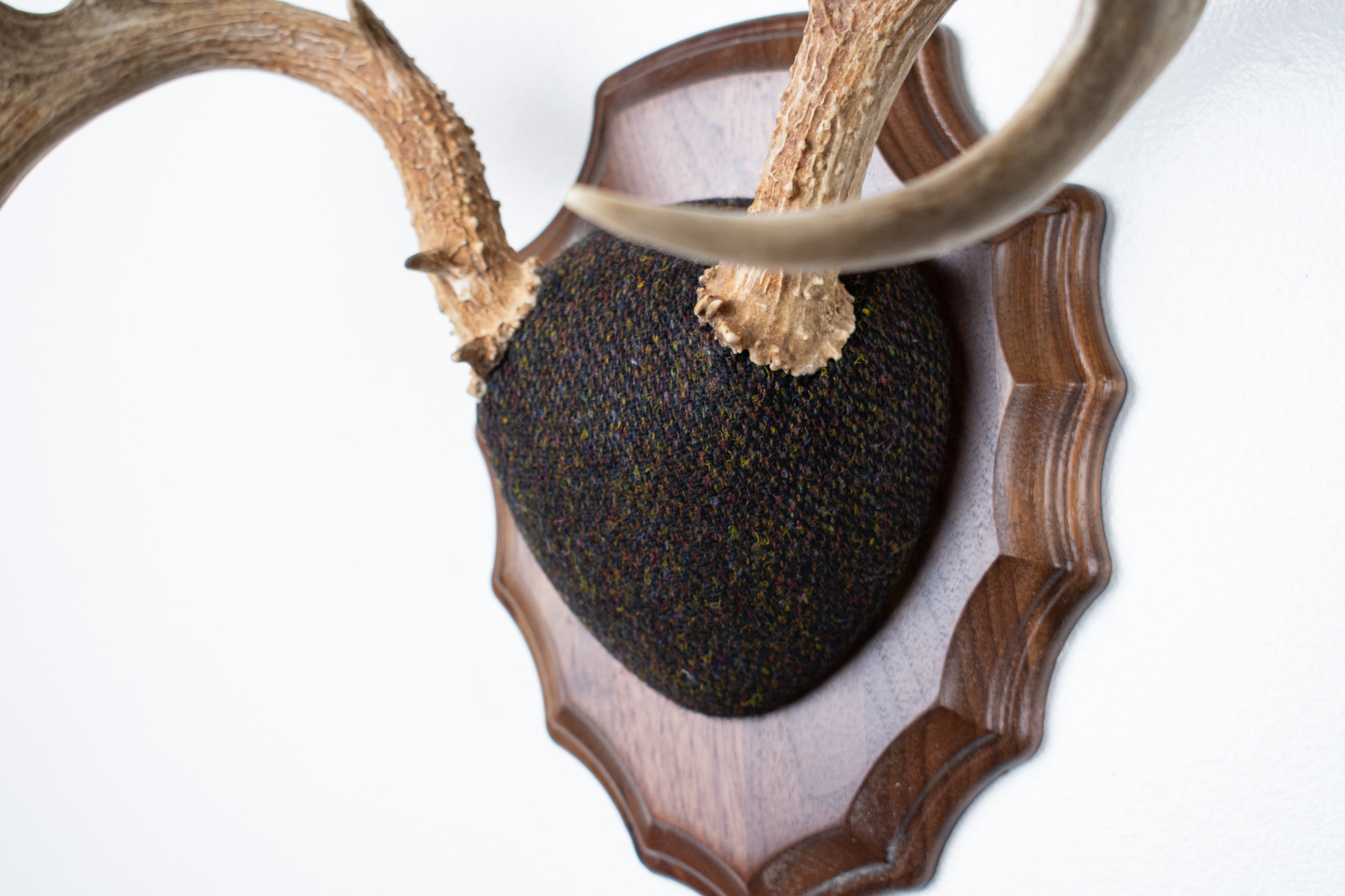 Whitetail Deer Antler Mount | Green and Brown Barleycorn | 49