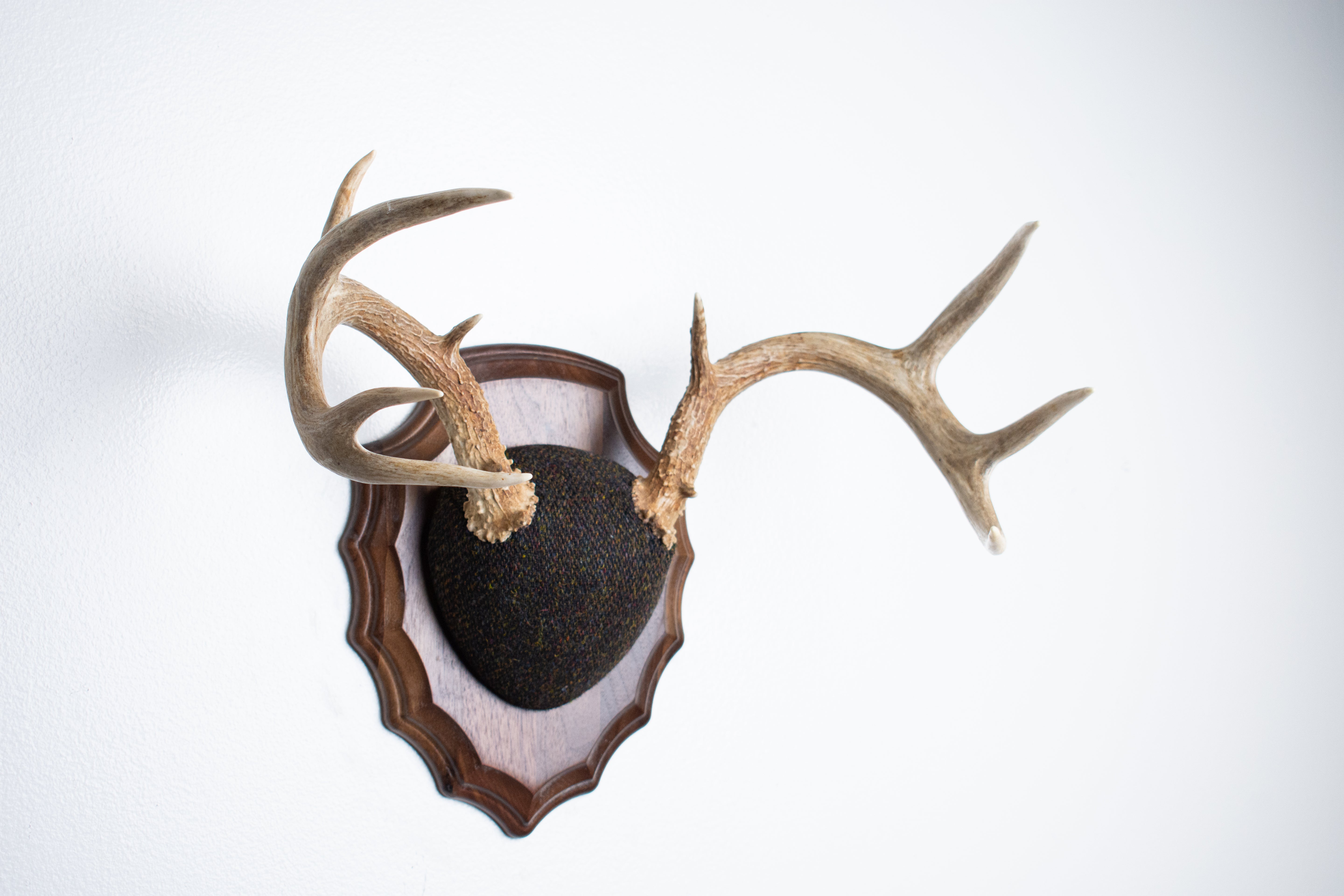 Whitetail Deer Antler Mount | Green and Brown Barleycorn | 49