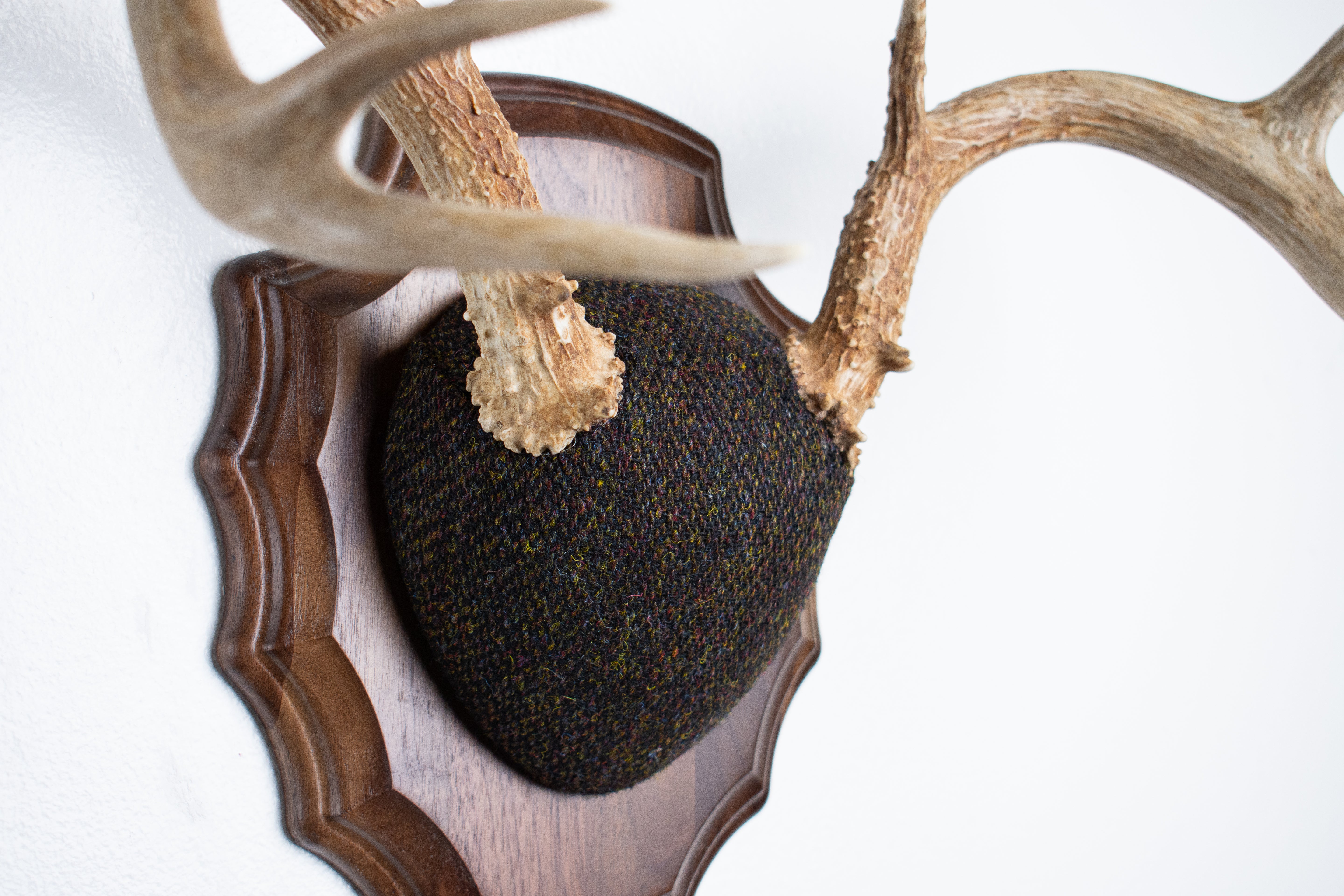 Whitetail Deer Antler Mount | Green and Brown Barleycorn | 49