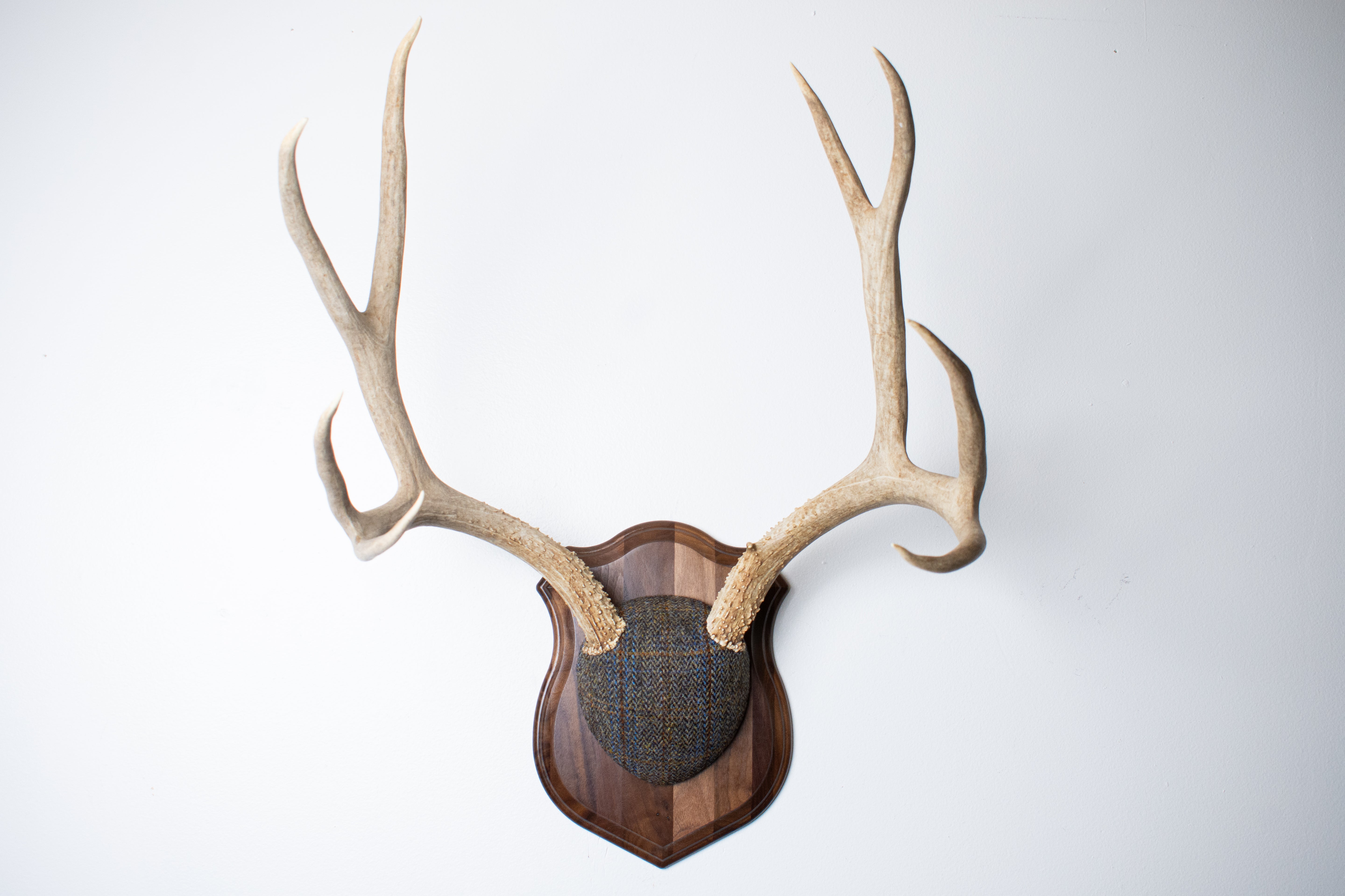 Mule Deer Antler Mount | Green and Blue Herringbone with Rust Overcheck | 50