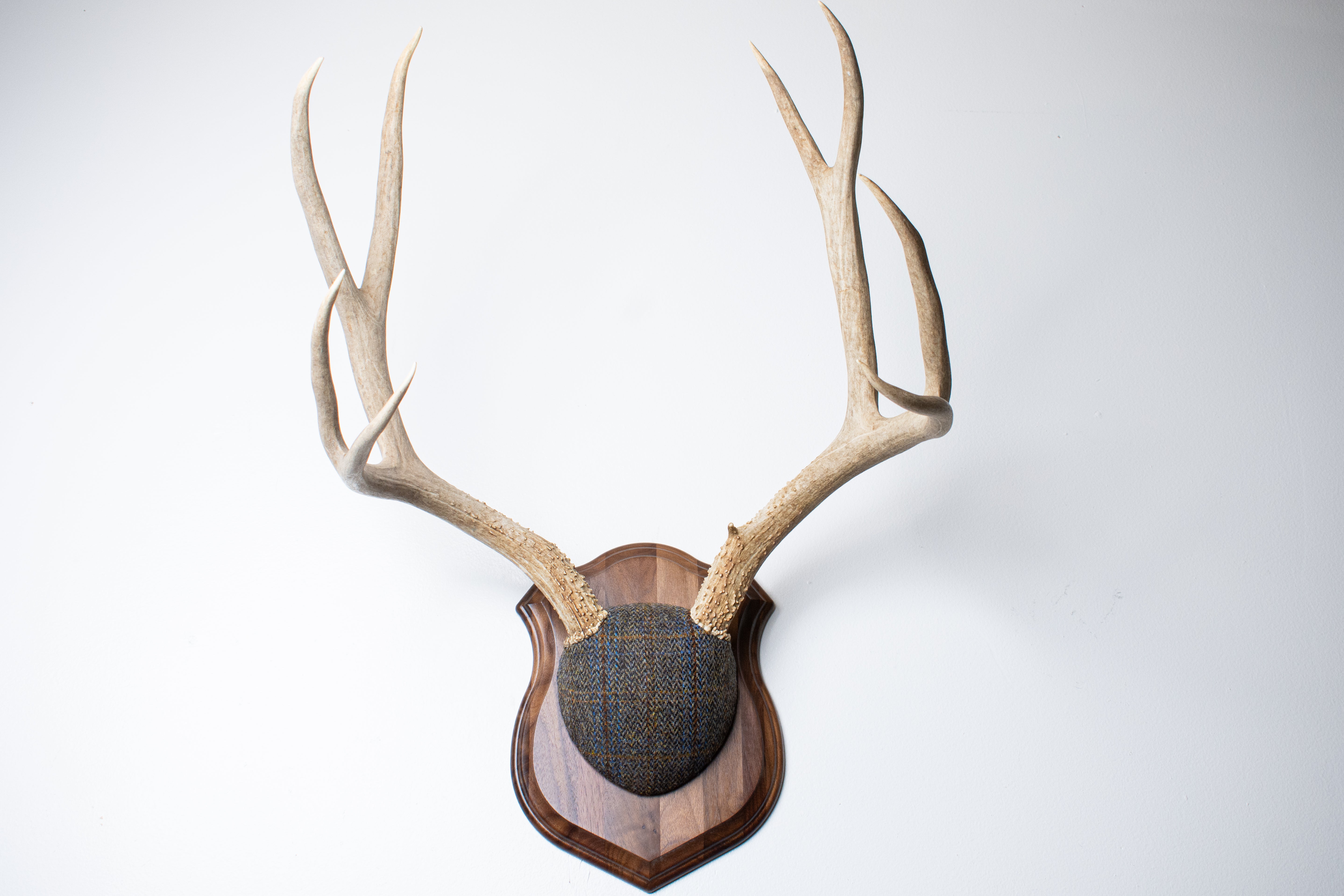 Mule Deer Antler Mount | Green and Blue Herringbone with Rust Overcheck | 50