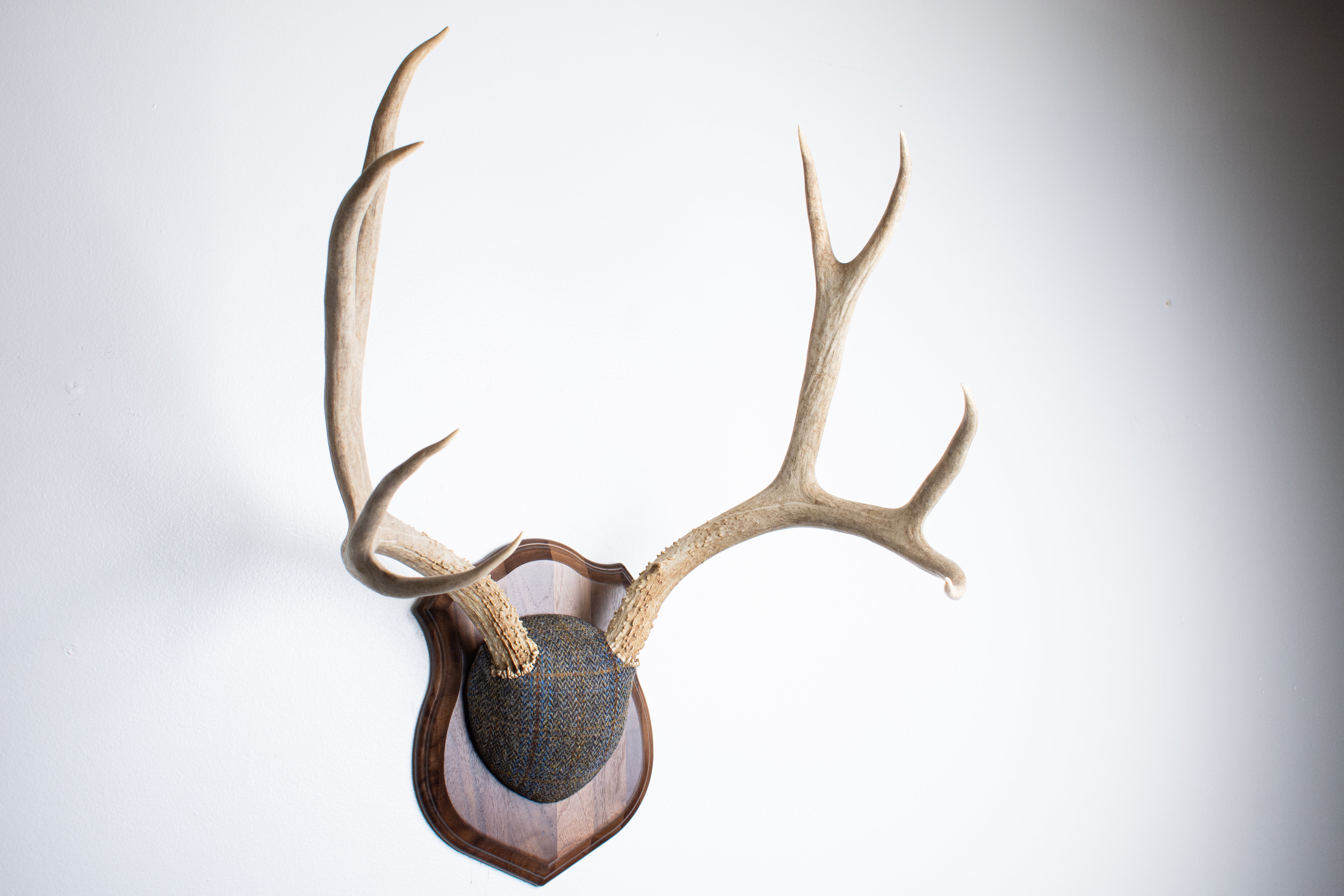 Mule Deer Antler Mount | Green and Blue Herringbone with Rust Overcheck | 50
