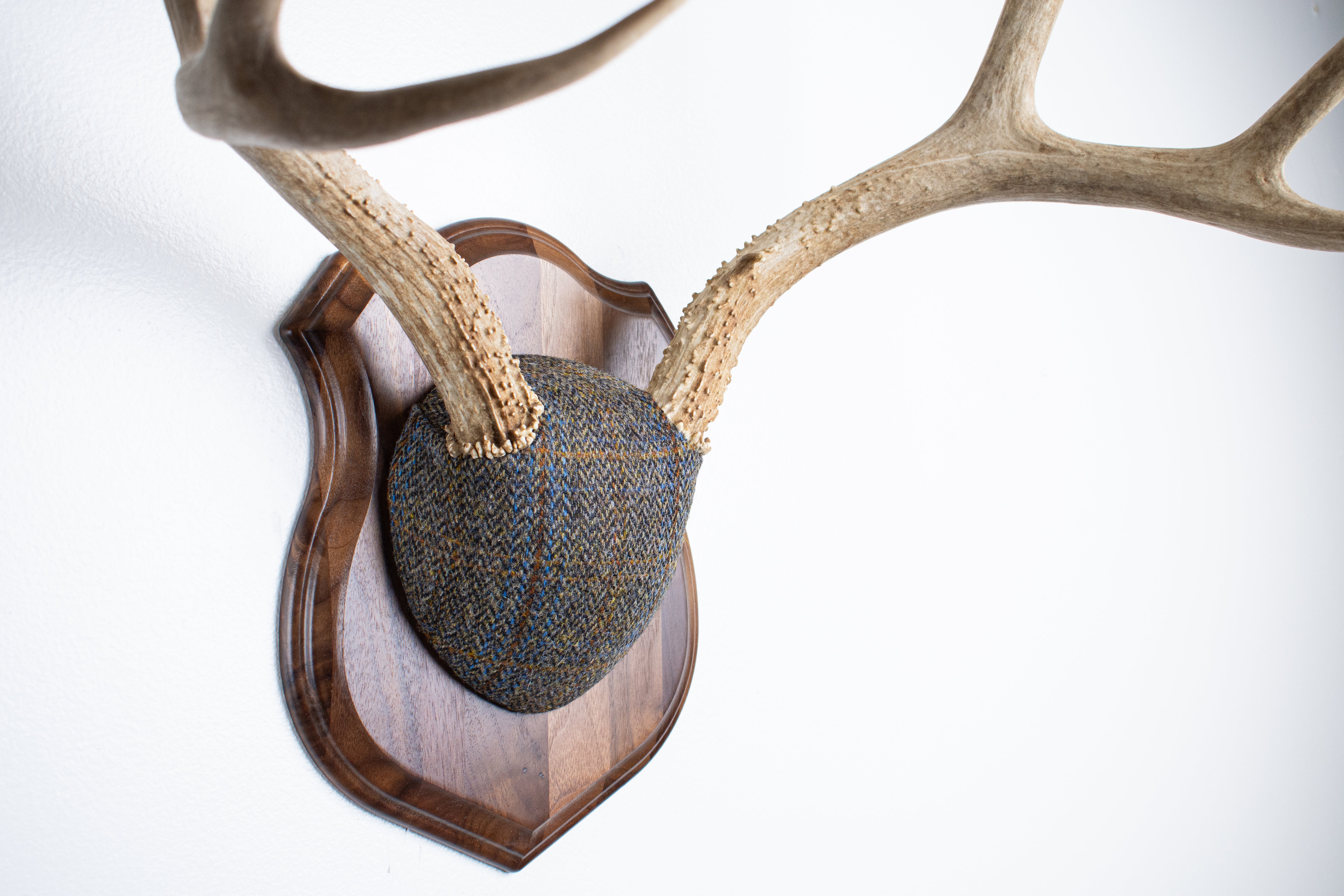 Mule Deer Antler Mount | Green and Blue Herringbone with Rust Overcheck | 50