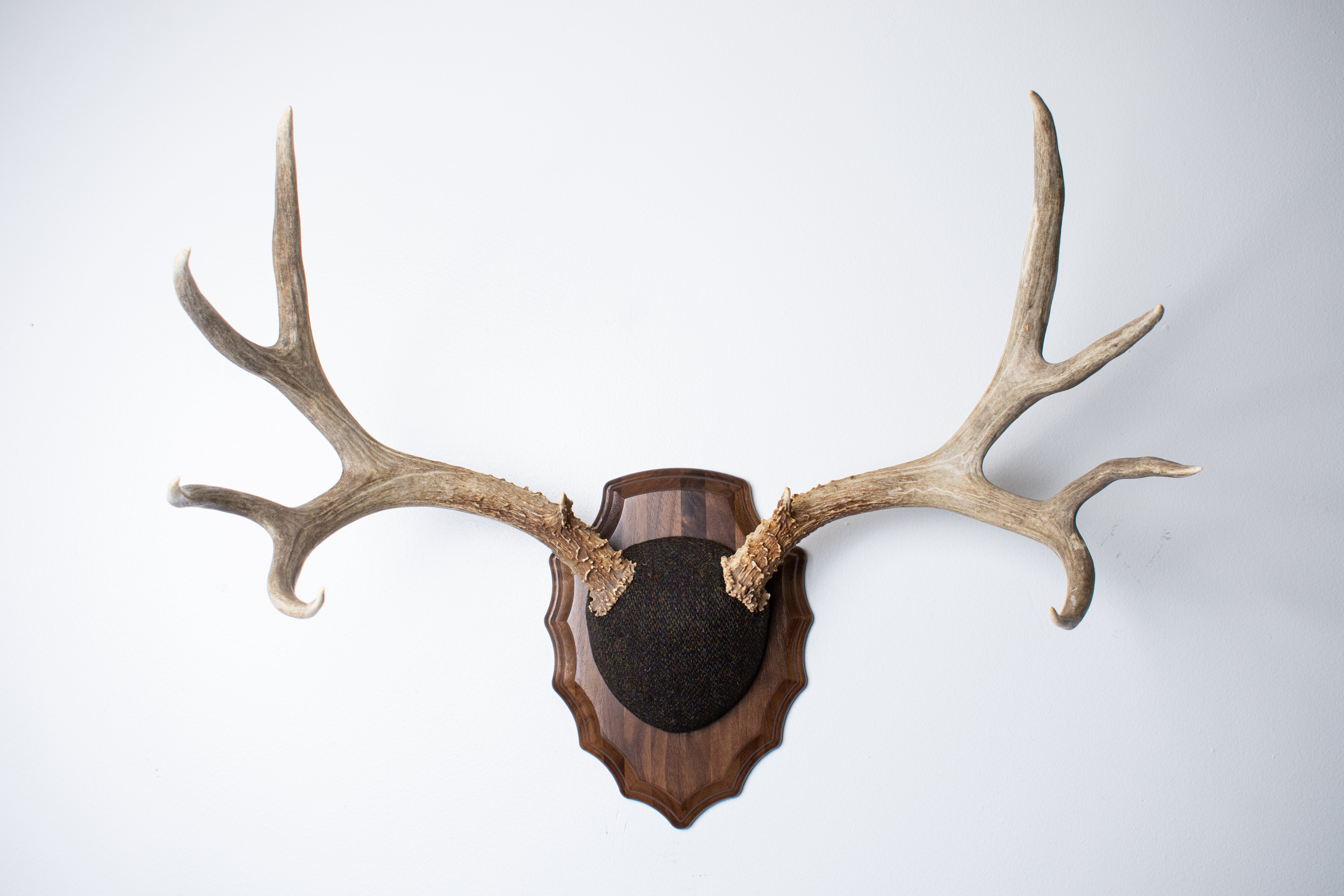 Mule Deer Antler Mount | Green and Brown Barleycorn | 51