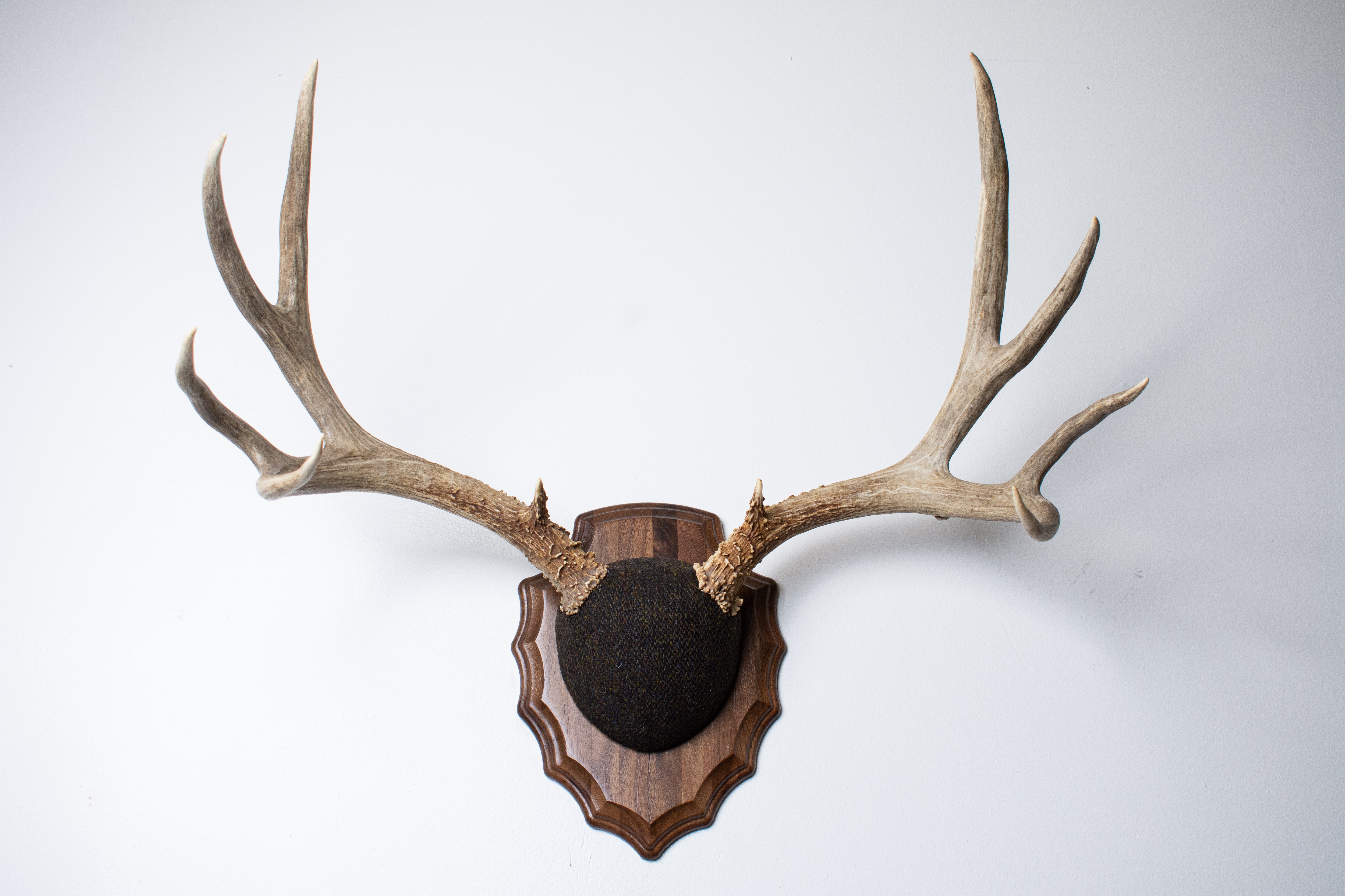 Mule Deer Antler Mount | Green and Brown Barleycorn | 51
