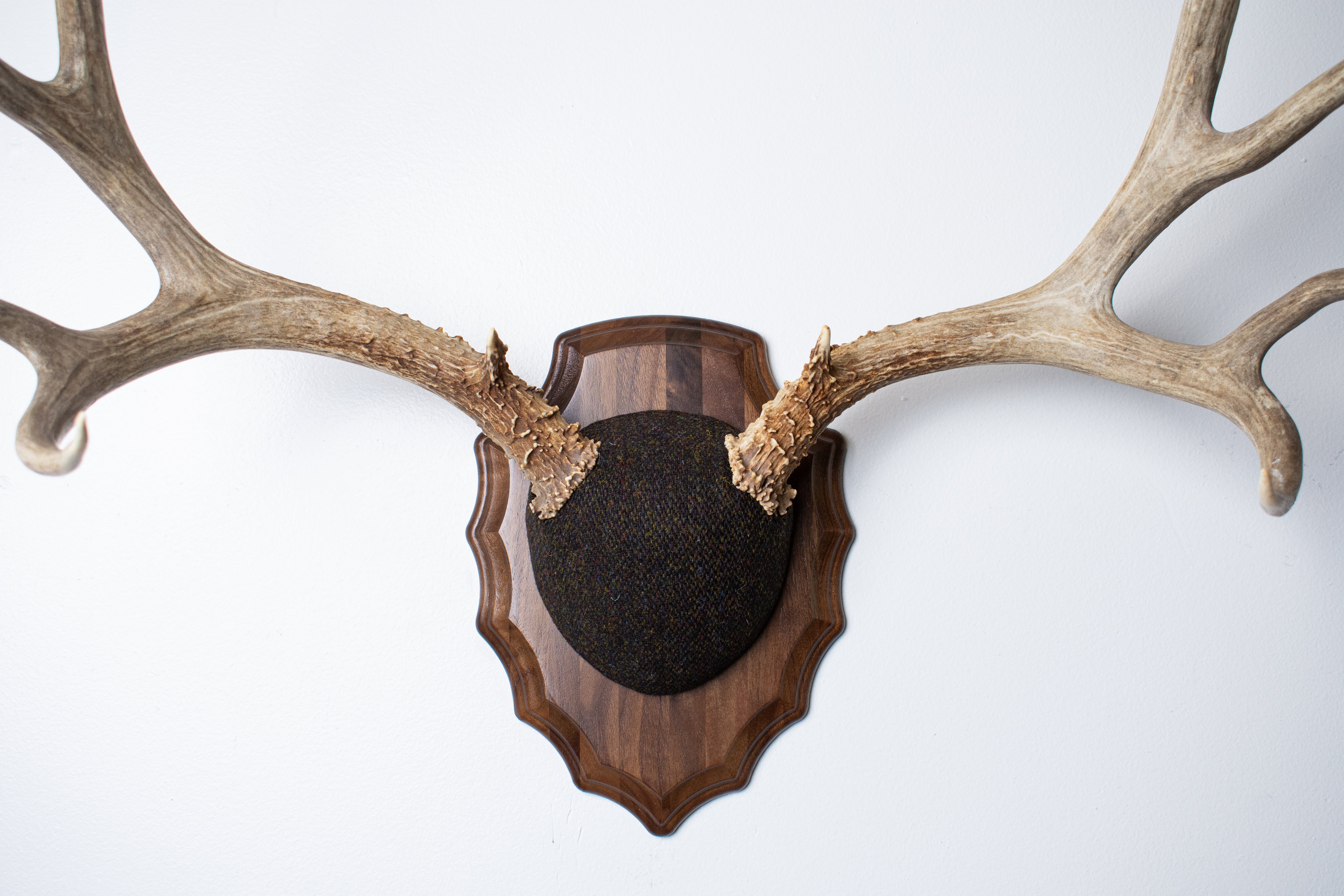 Mule Deer Antler Mount | Green and Brown Barleycorn | 51