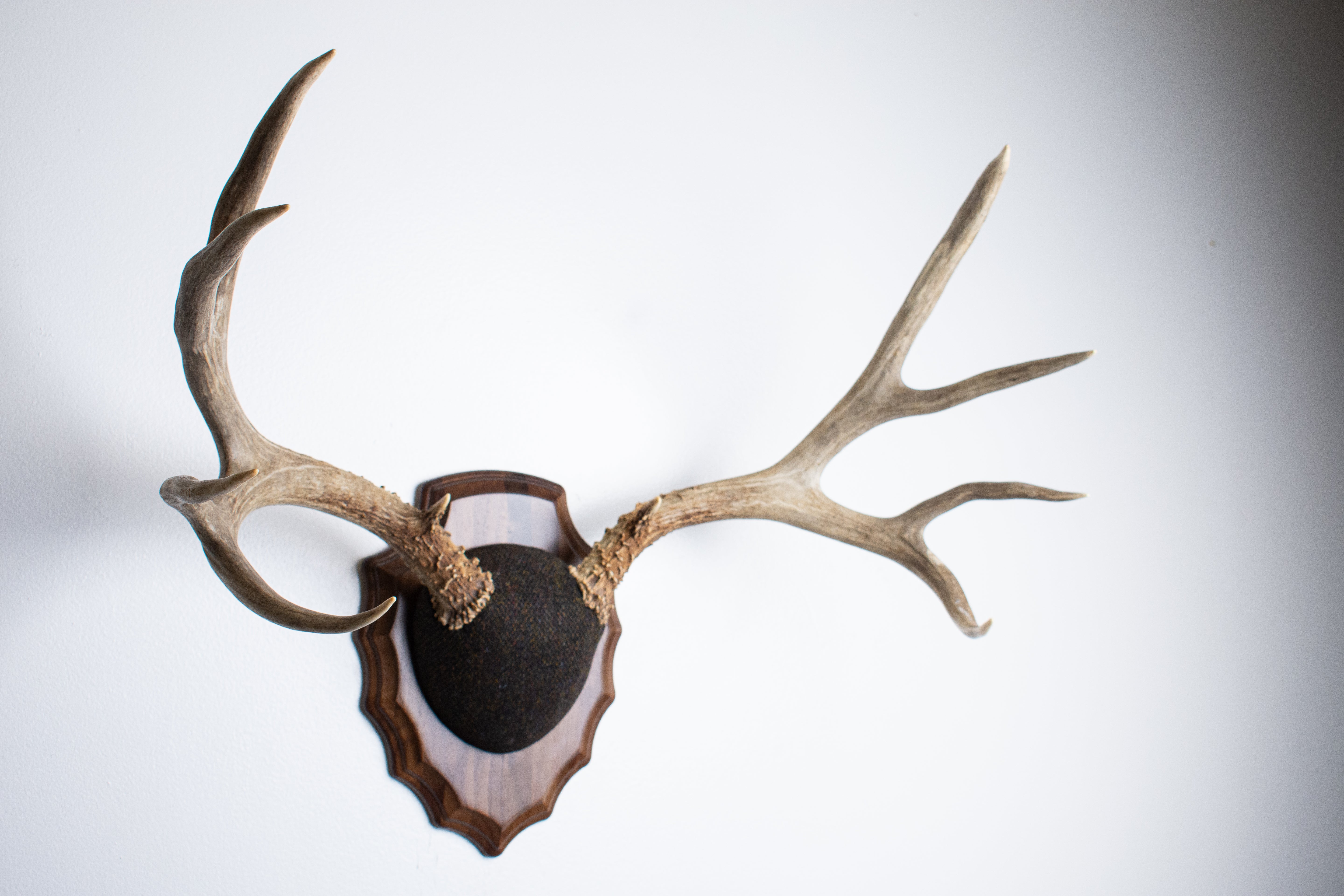 Mule Deer Antler Mount | Green and Brown Barleycorn | 51