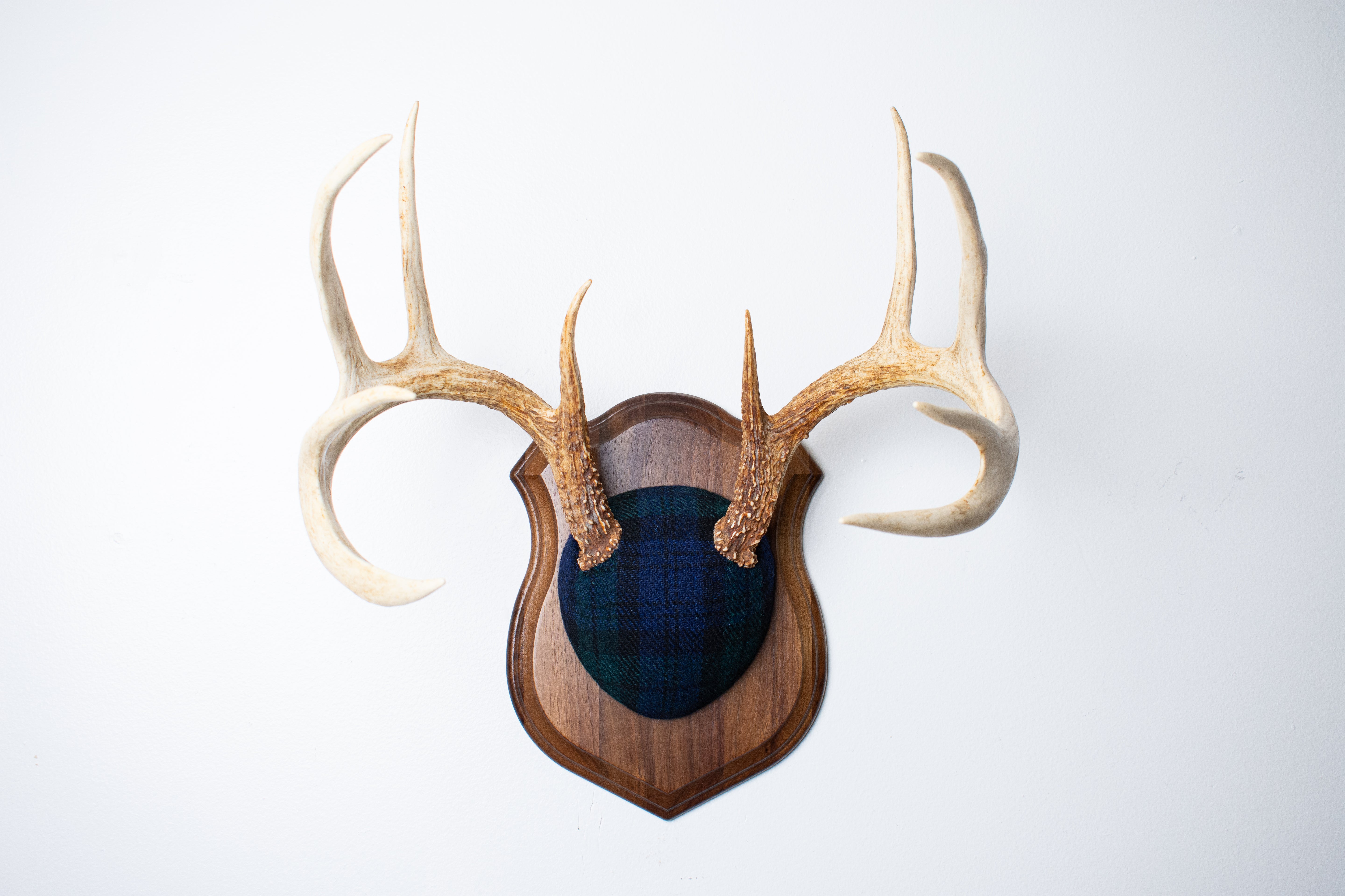 Whitetail Deer Antler Mount | Black Watch Tartan | 09