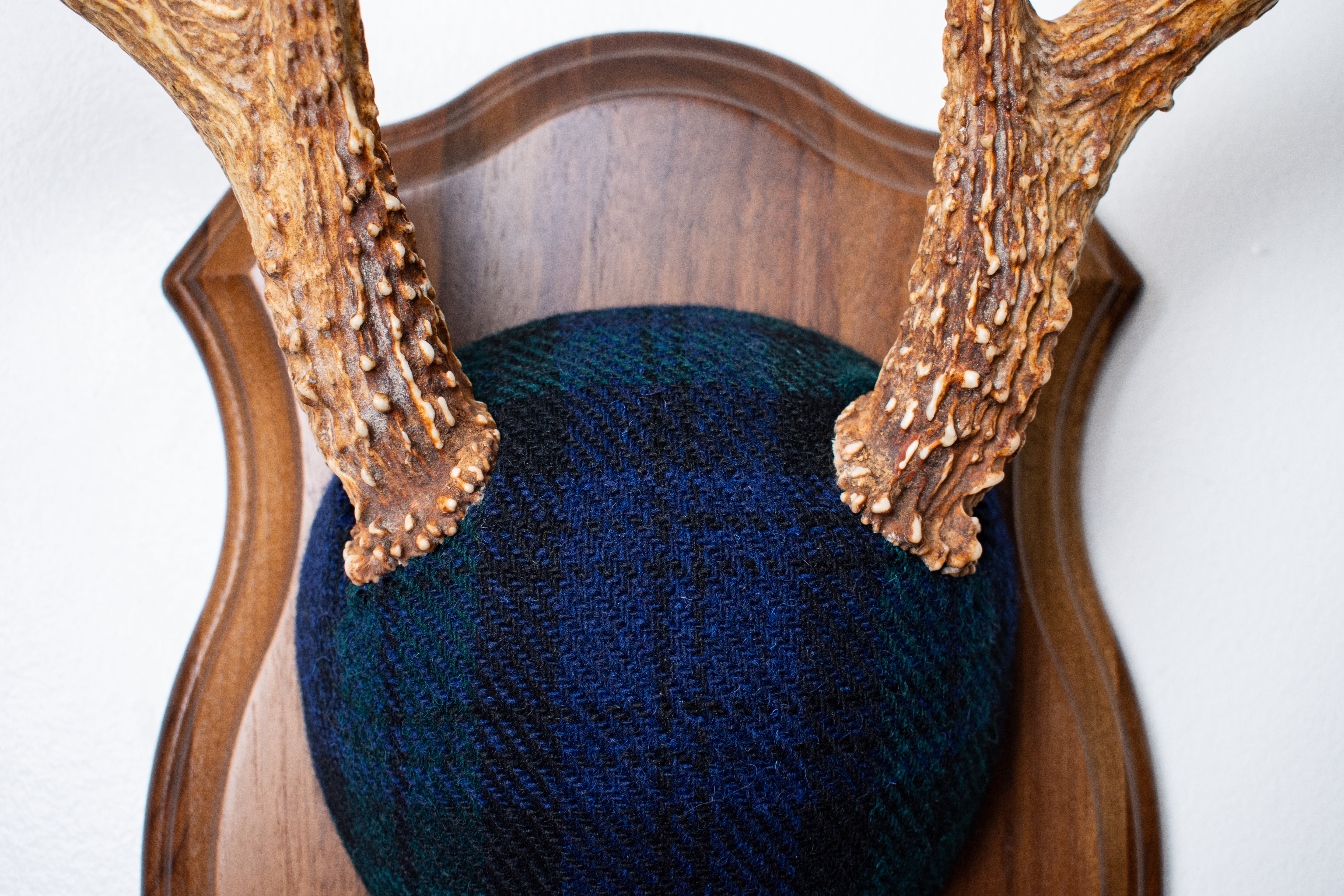 Whitetail Deer Antler Mount | Black Watch Tartan | 09