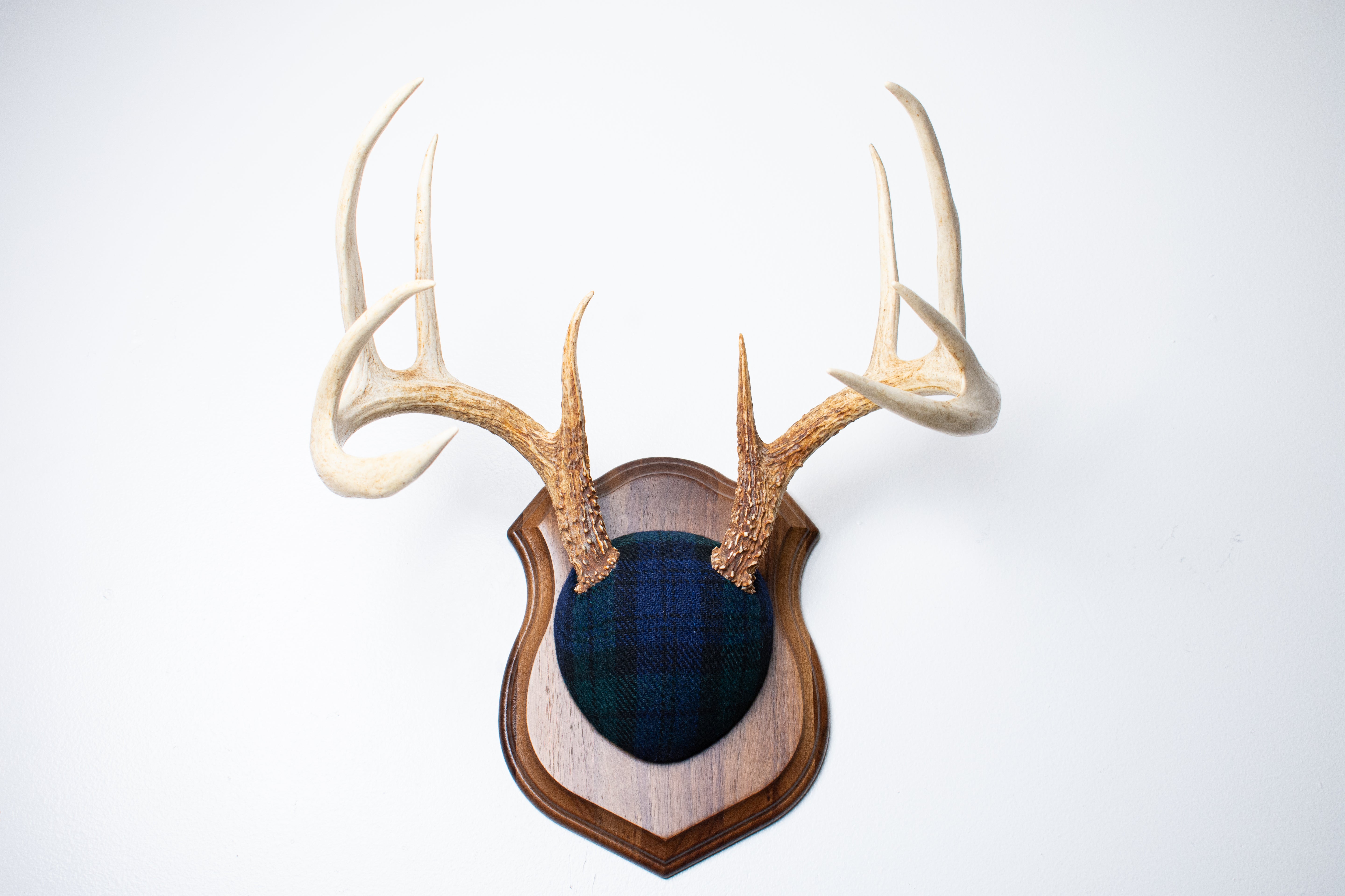 Whitetail Deer Antler Mount | Black Watch Tartan | 09