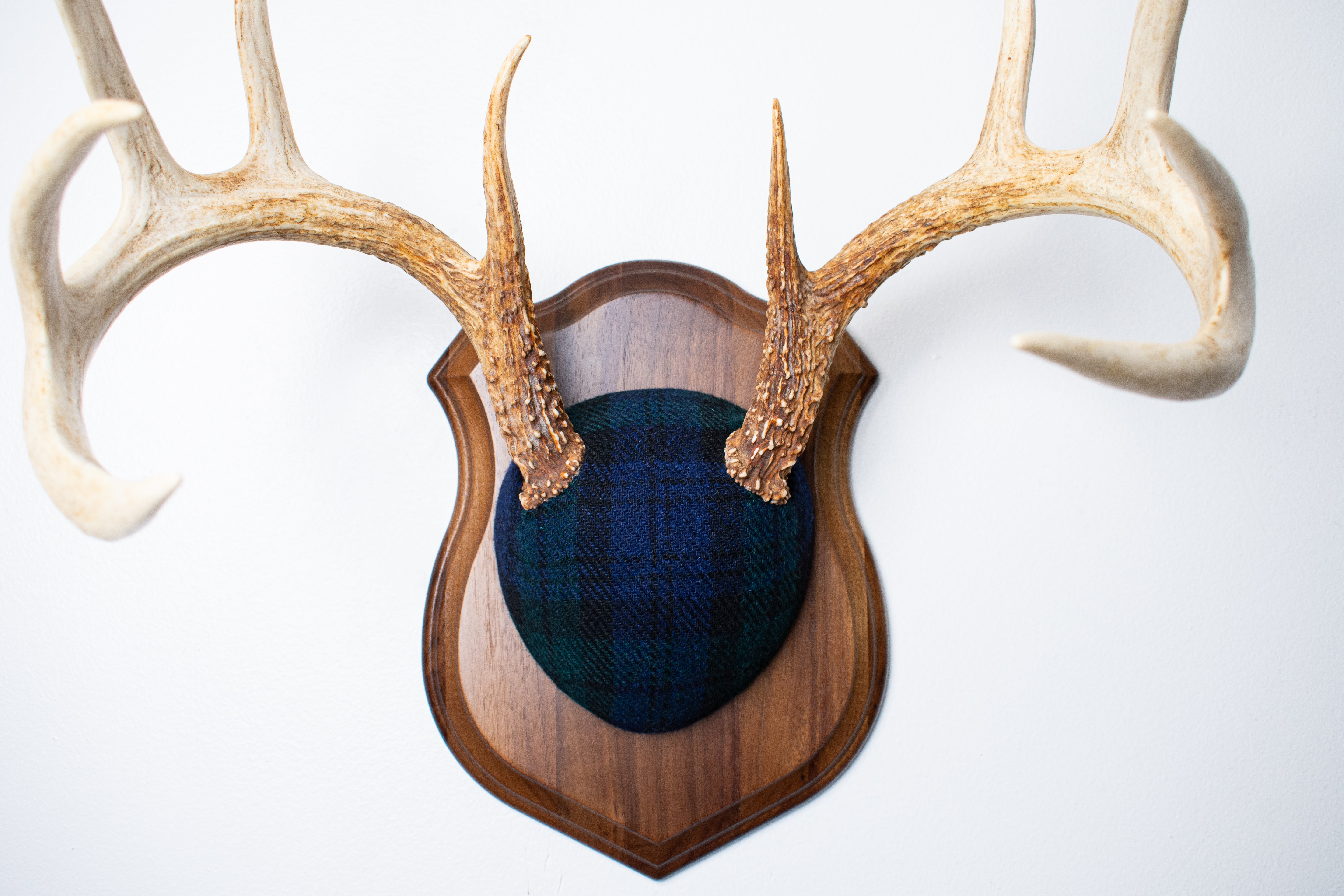 Whitetail Deer Antler Mount | Black Watch Tartan | 09
