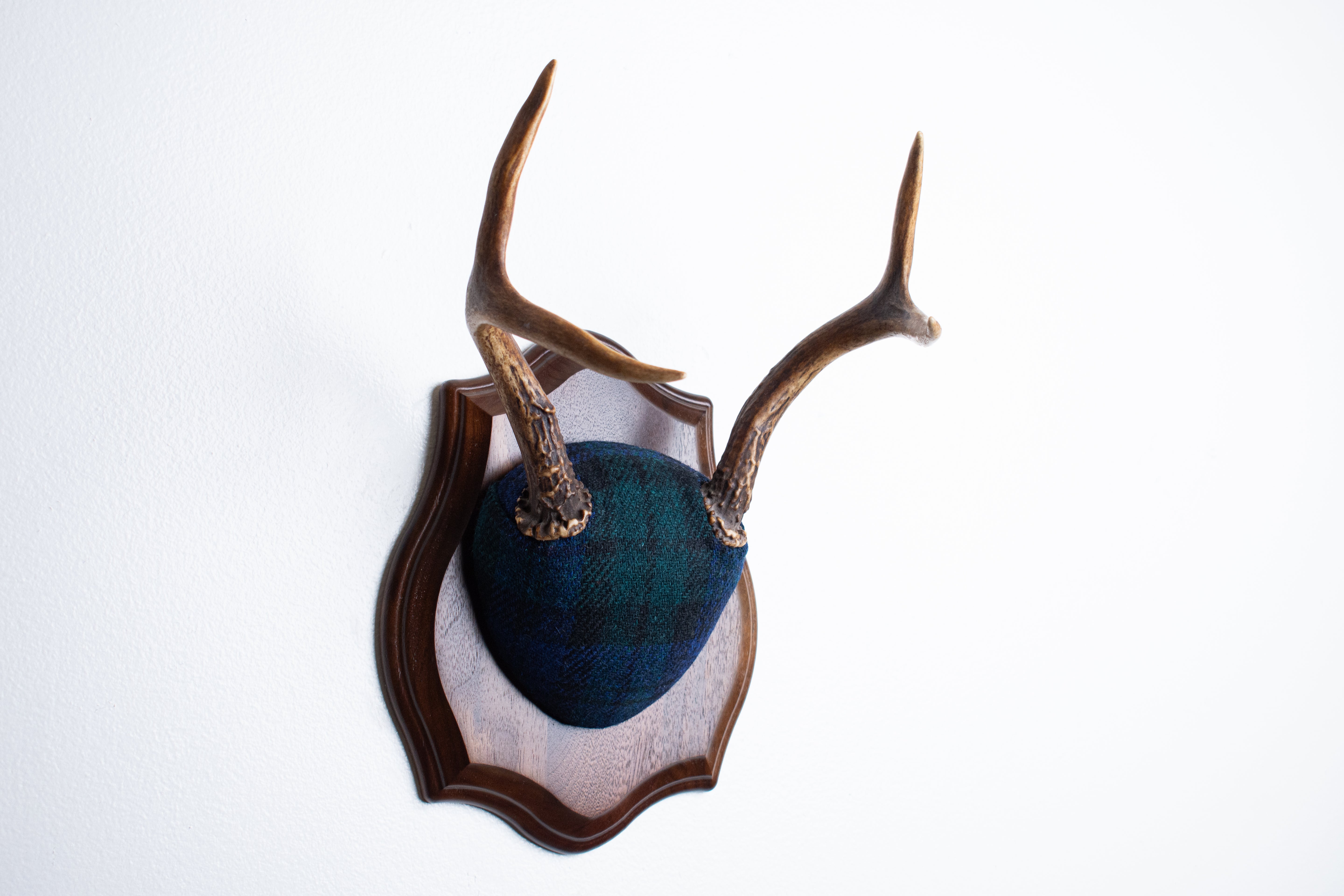 Blacktail Deer Antler Mount | Black Watch Tartan | 52