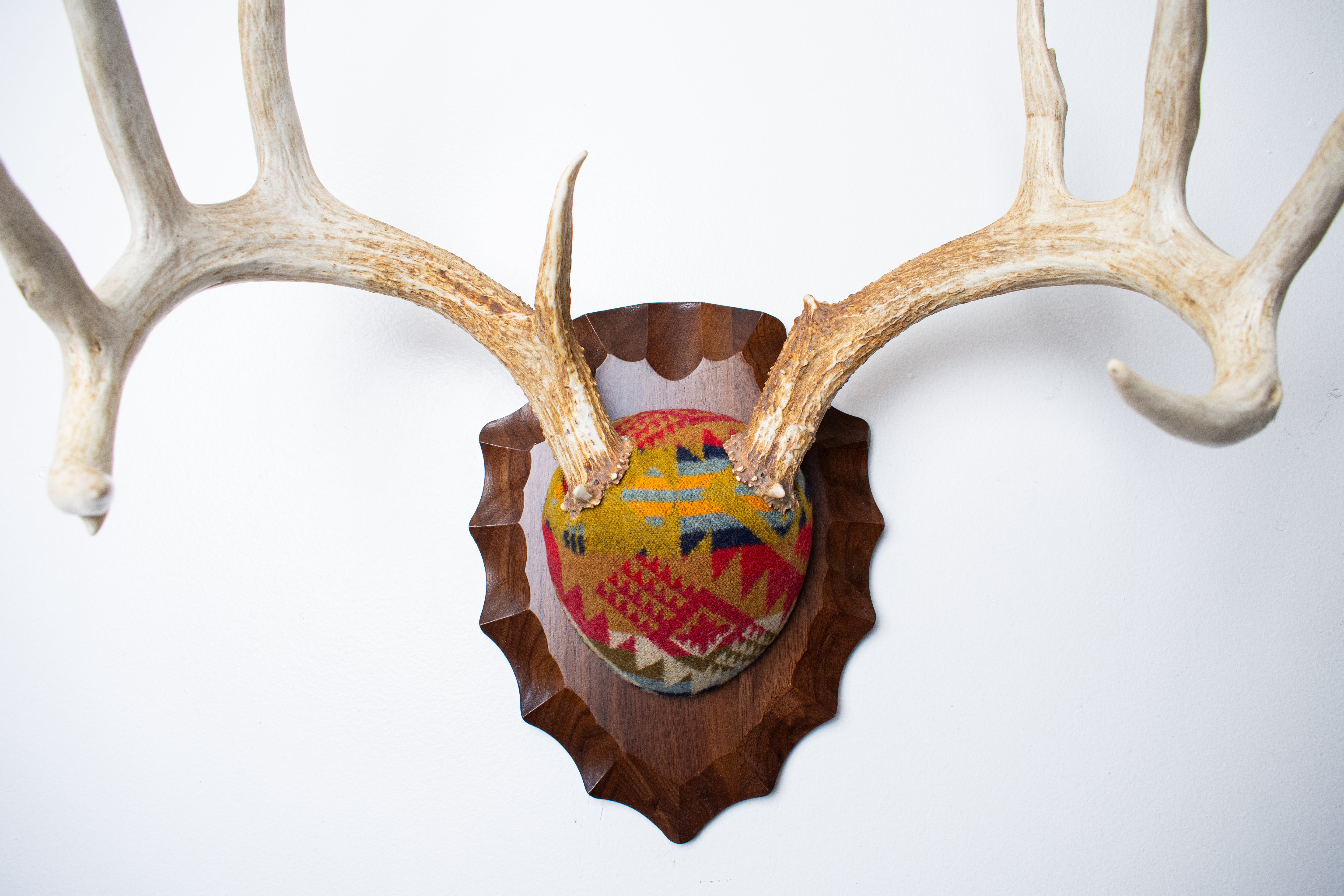 Whitetail Deer Antler Mount | Canyon | 17