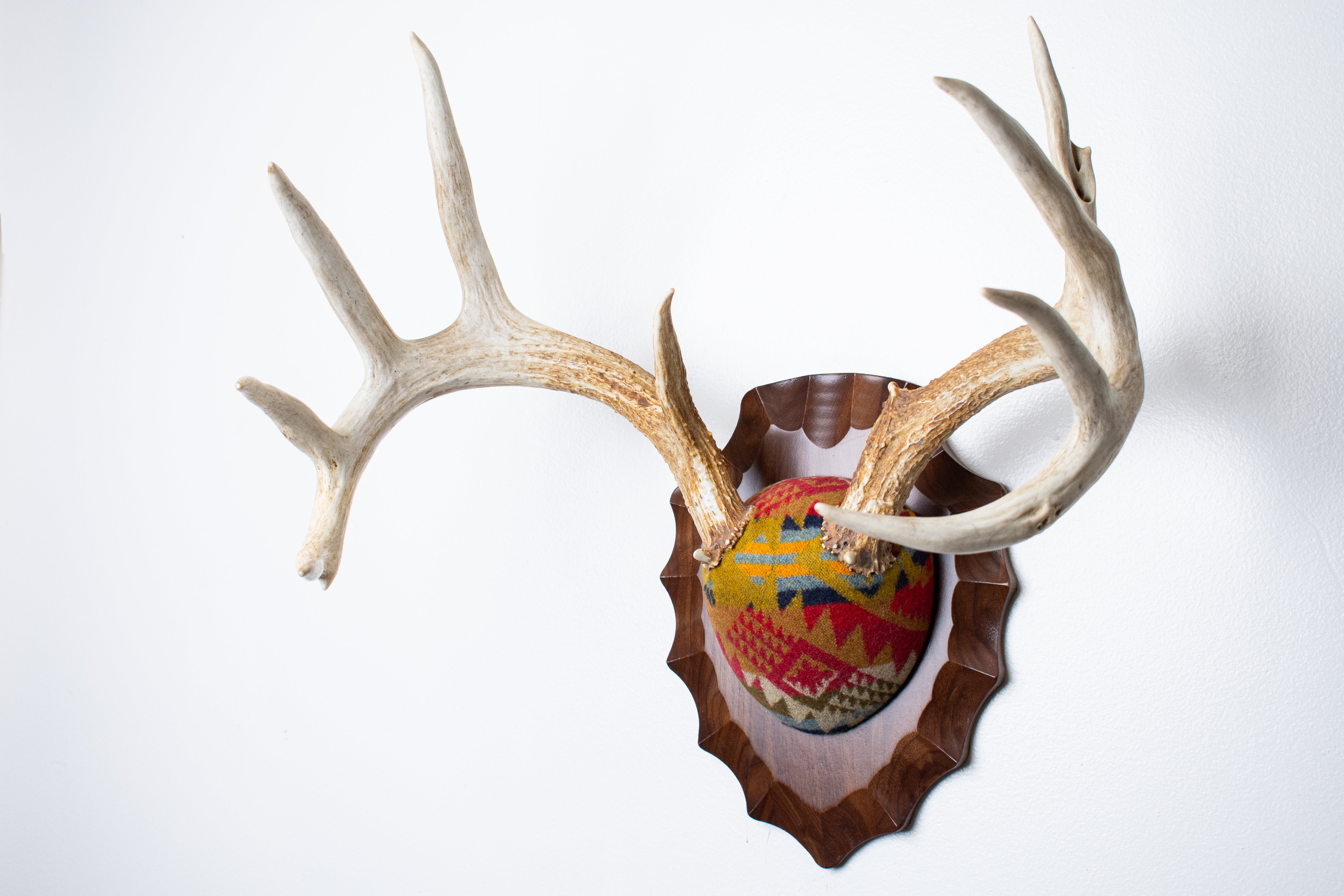 Whitetail Deer Antler Mount | Canyon | 17