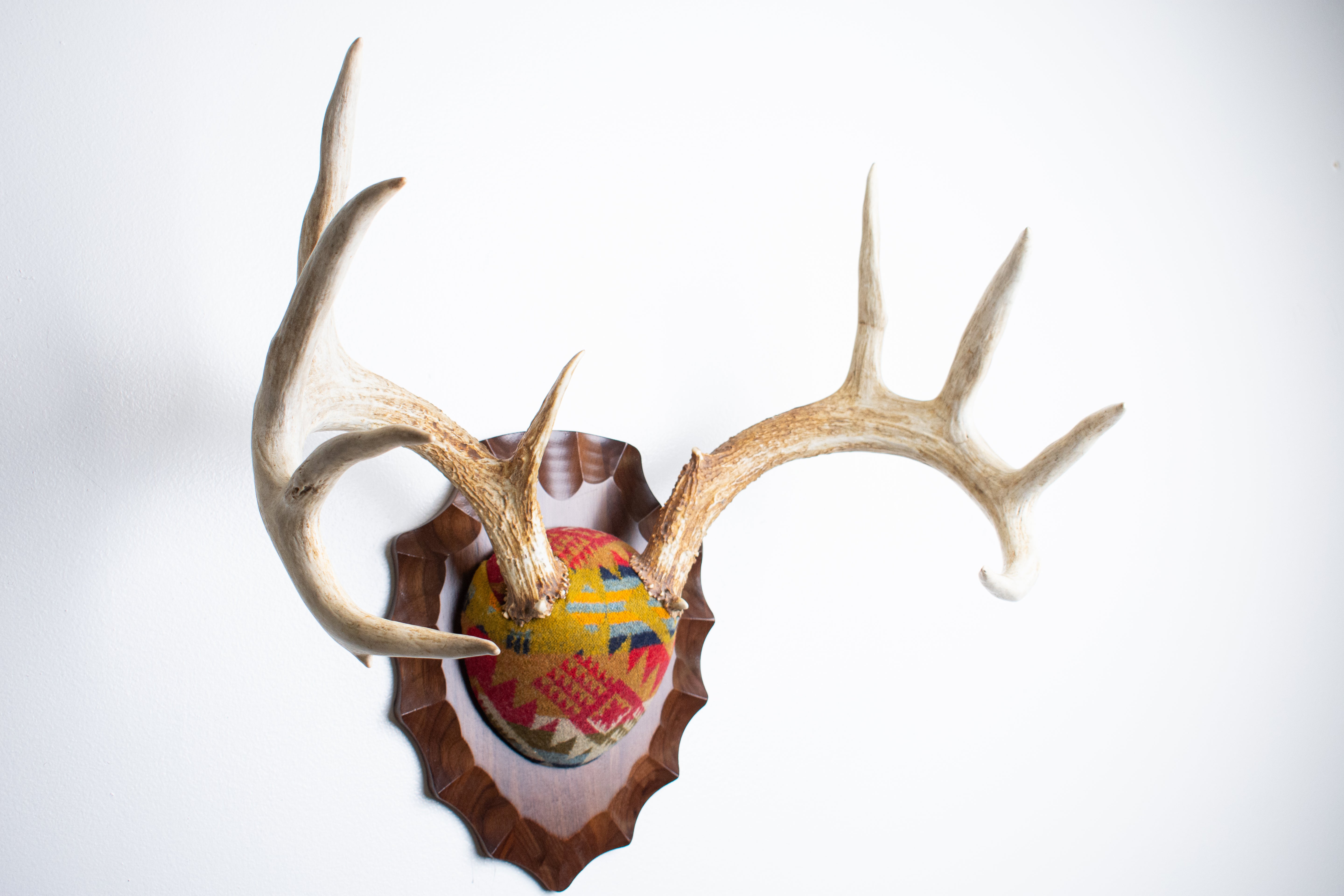 Whitetail Deer Antler Mount | Canyon | 17