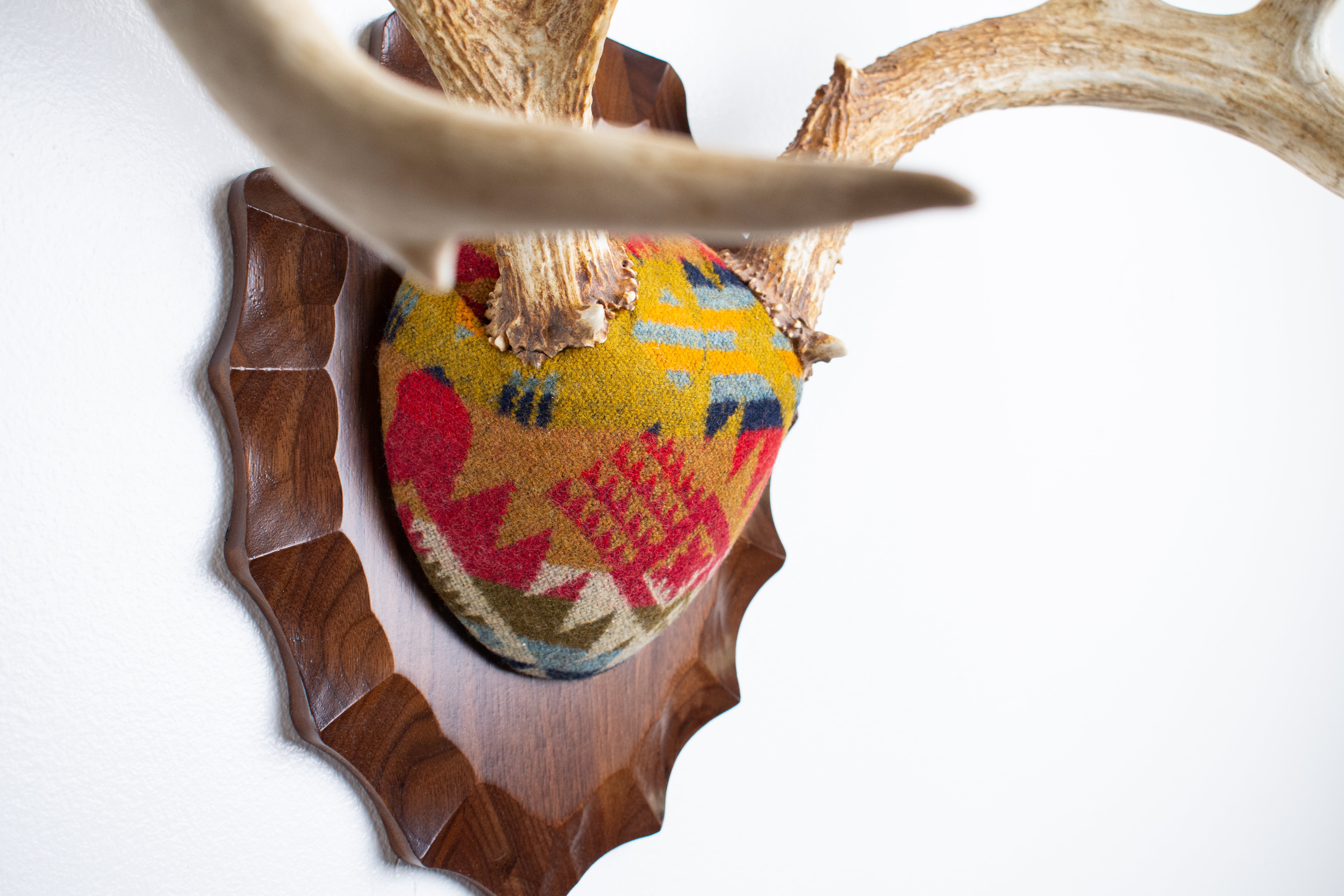 Whitetail Deer Antler Mount | Canyon | 17