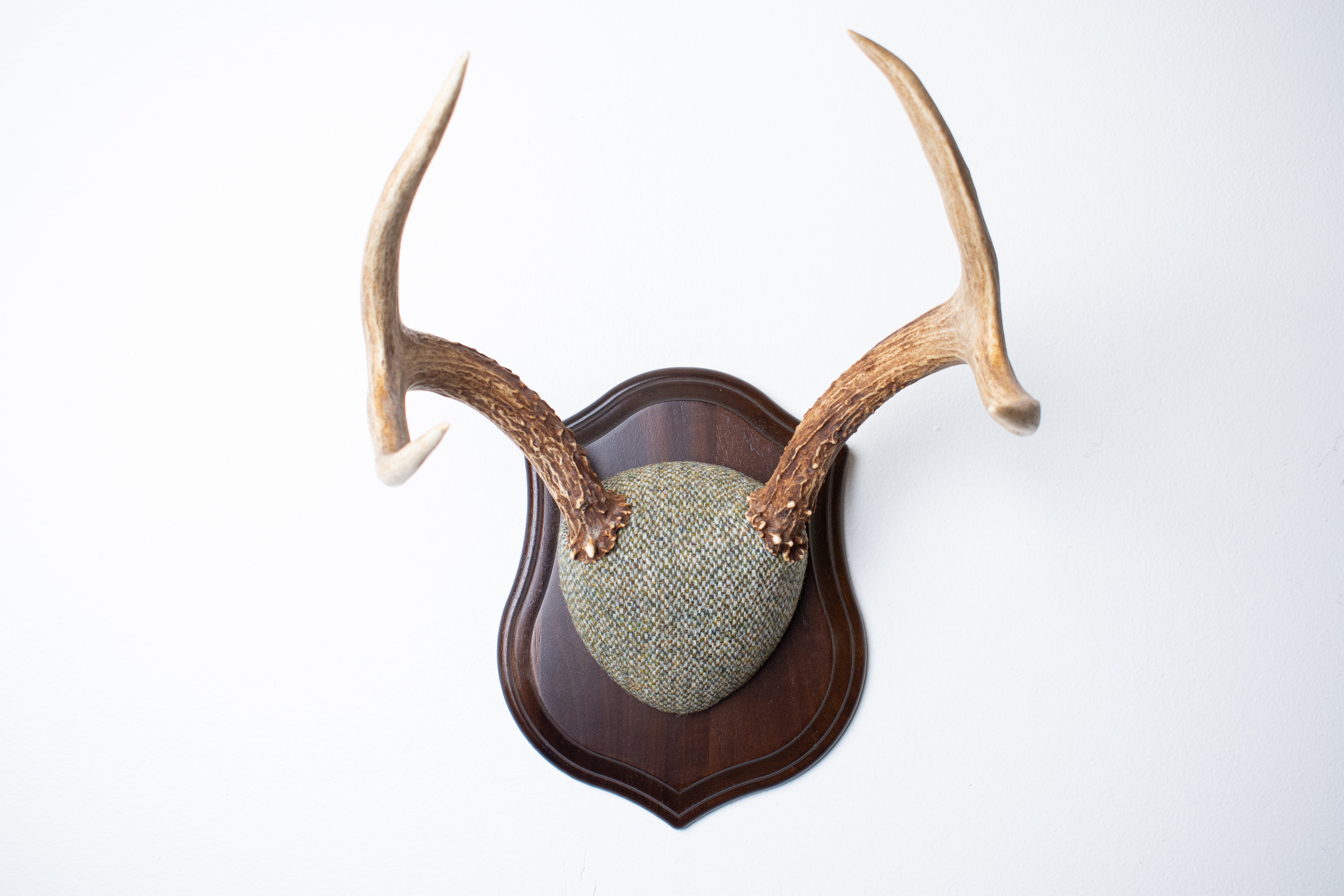 Mule Deer Antler Mount | Green & Beige Barleycorn | 53
